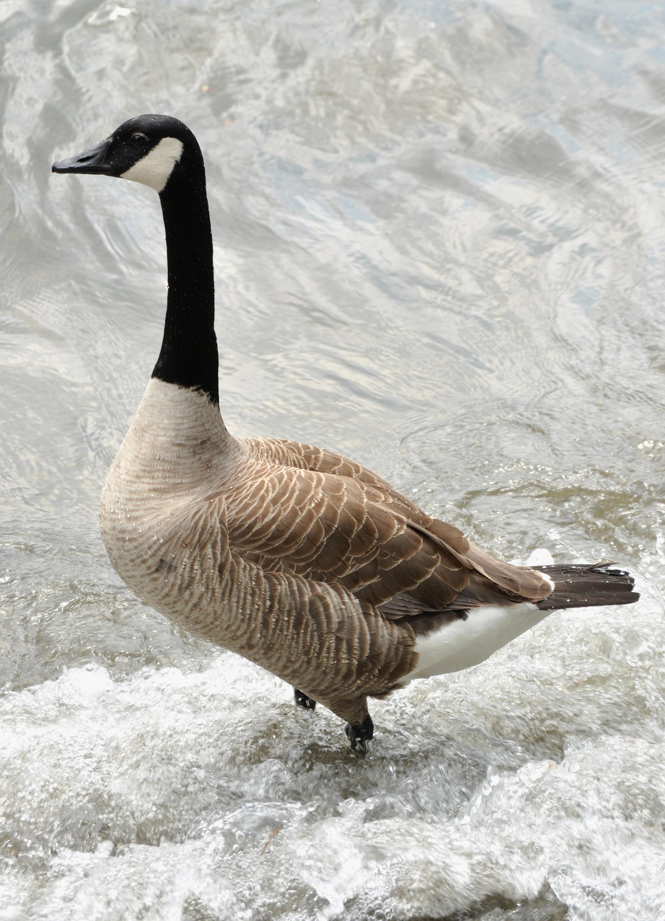 Goose Wallpapers Wallpaper Cave