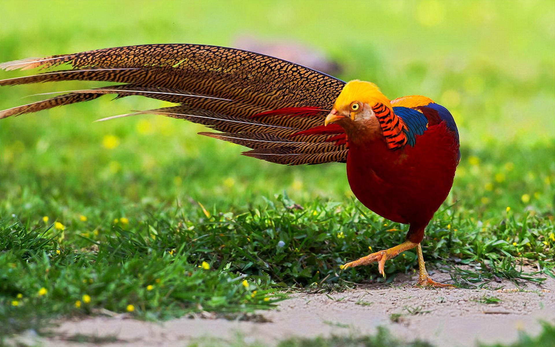 Golden Pheasant Wallpapers Wallpaper Cave