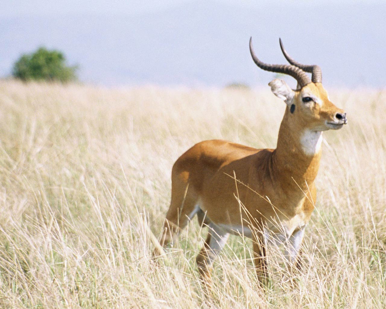 Uganda Wallpapers Wallpaper Cave