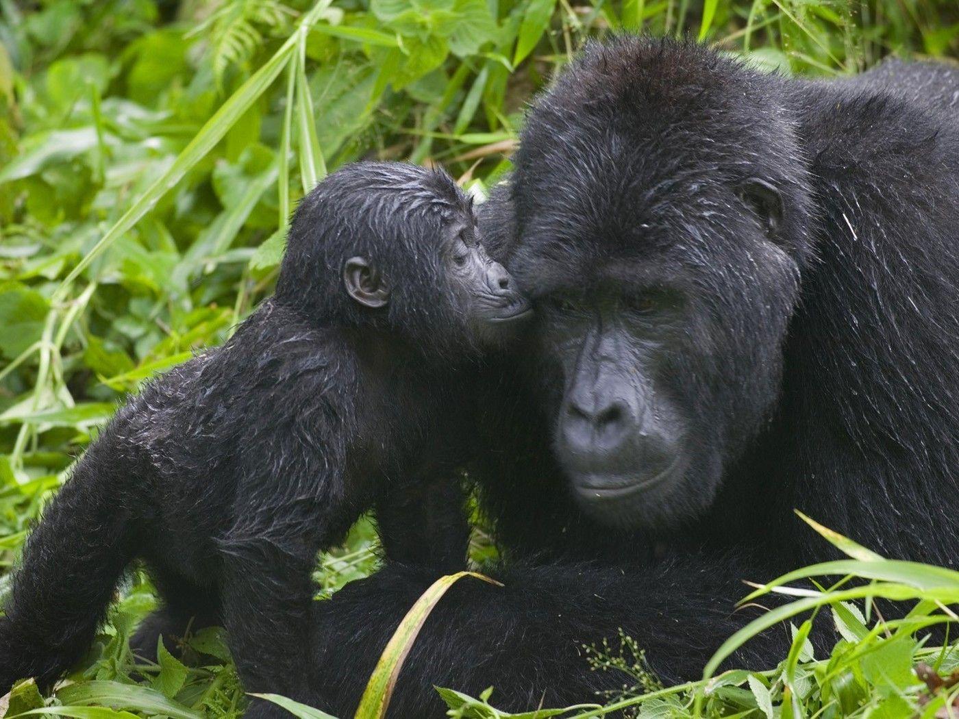 Uganda Wallpapers Wallpaper Cave