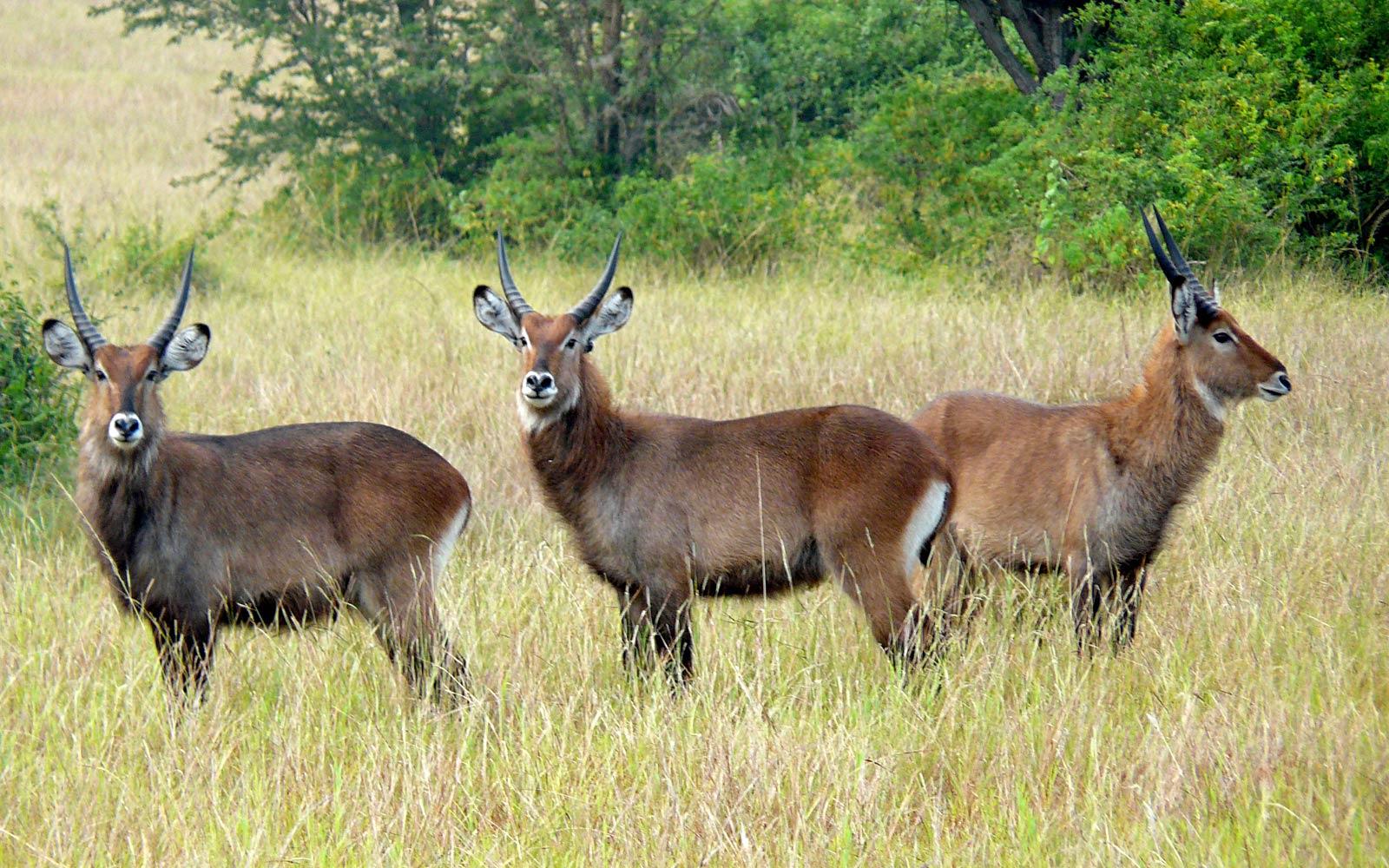 Uganda Wallpapers Wallpaper Cave