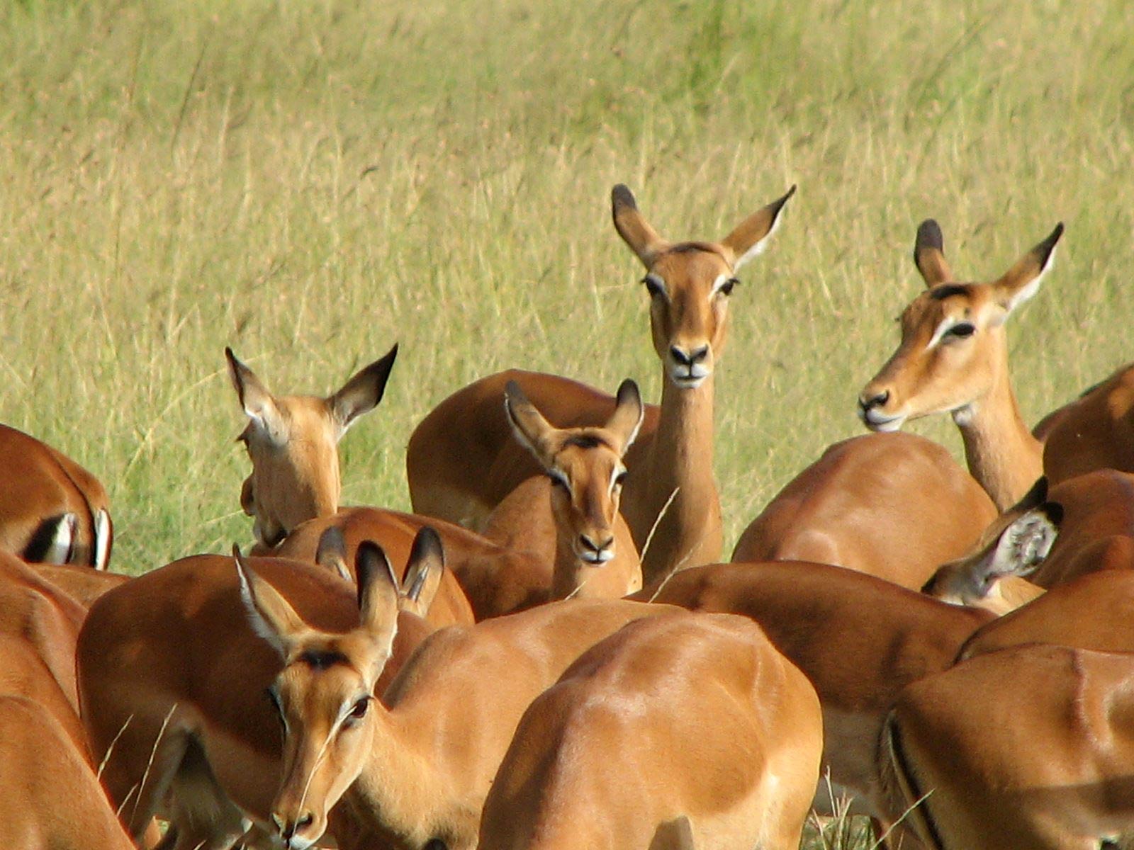 Uganda Wallpapers Wallpaper Cave