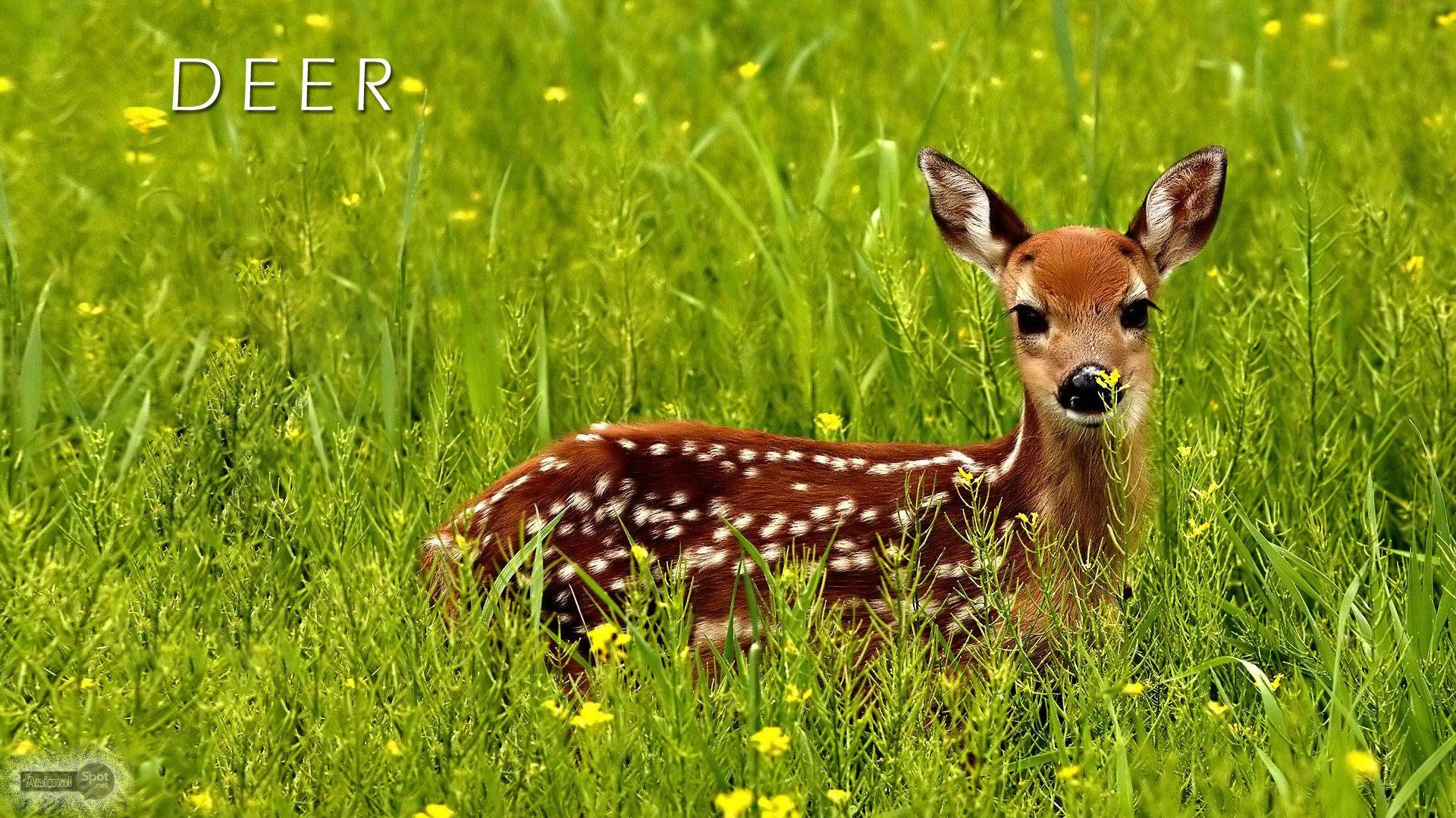 Baby Deer Wallpapers Wallpaper Cave