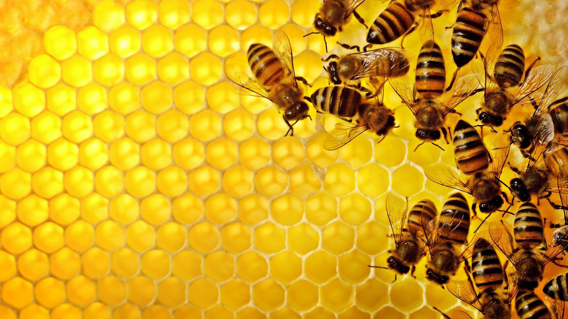 Honey Bee Wallpapers Wallpaper Cave