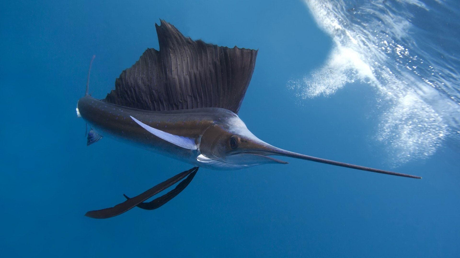 Sail Fish Wallpapers Wallpaper Cave