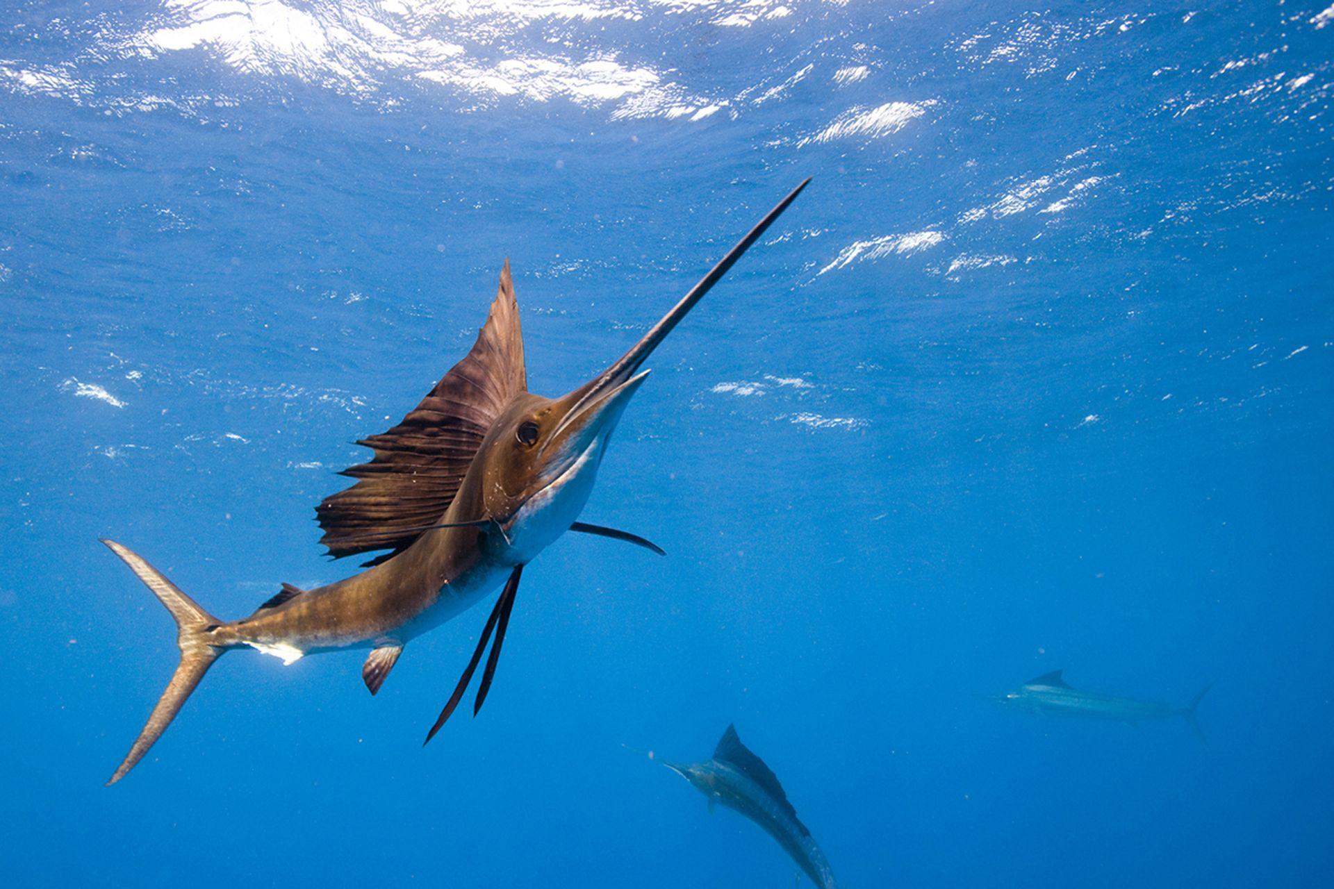 Sail Fish Wallpapers Wallpaper Cave