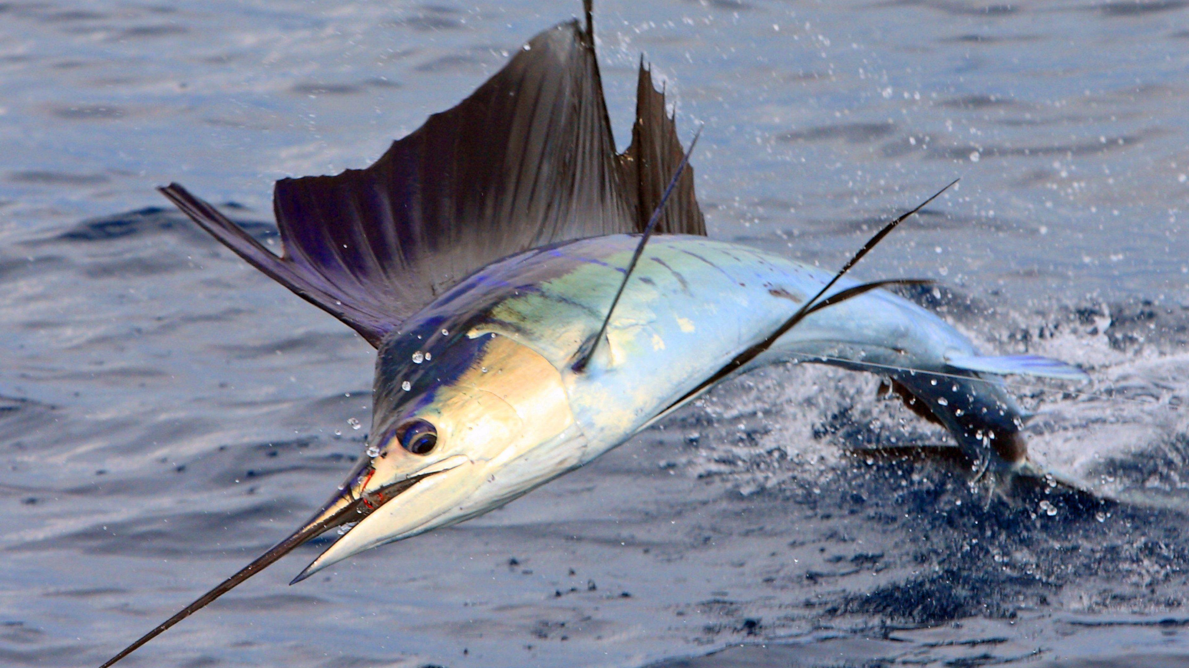 Sail Fish Wallpapers Wallpaper Cave