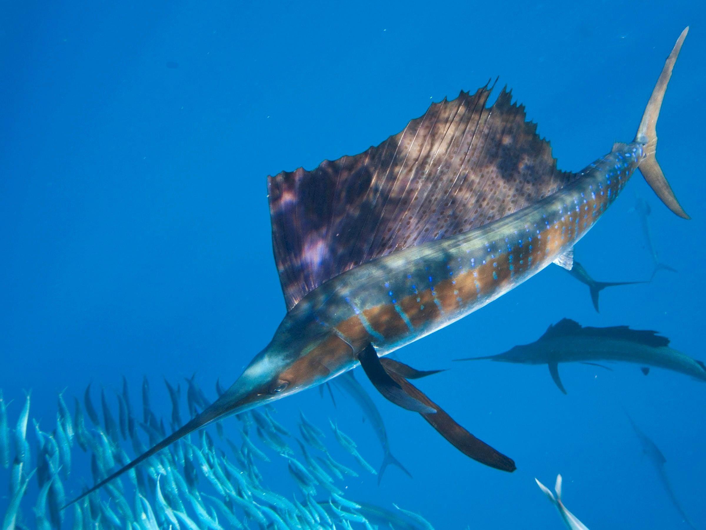 Sail Fish Wallpapers Wallpaper Cave