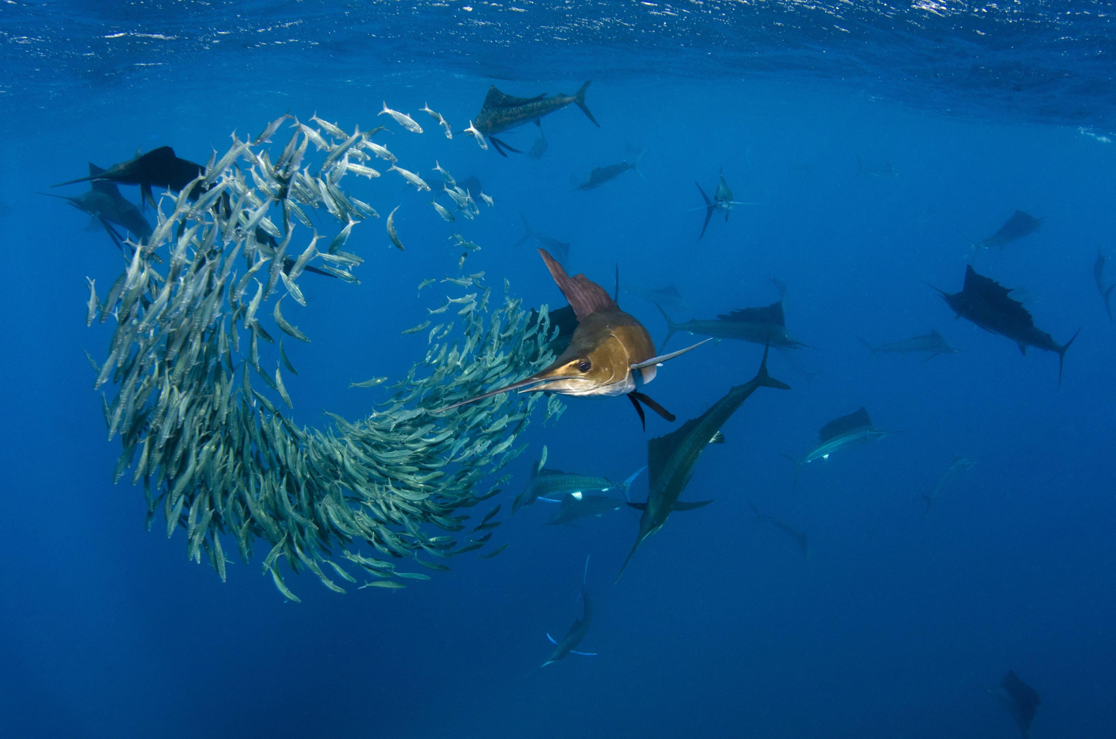 Sail Fish Wallpapers Wallpaper Cave