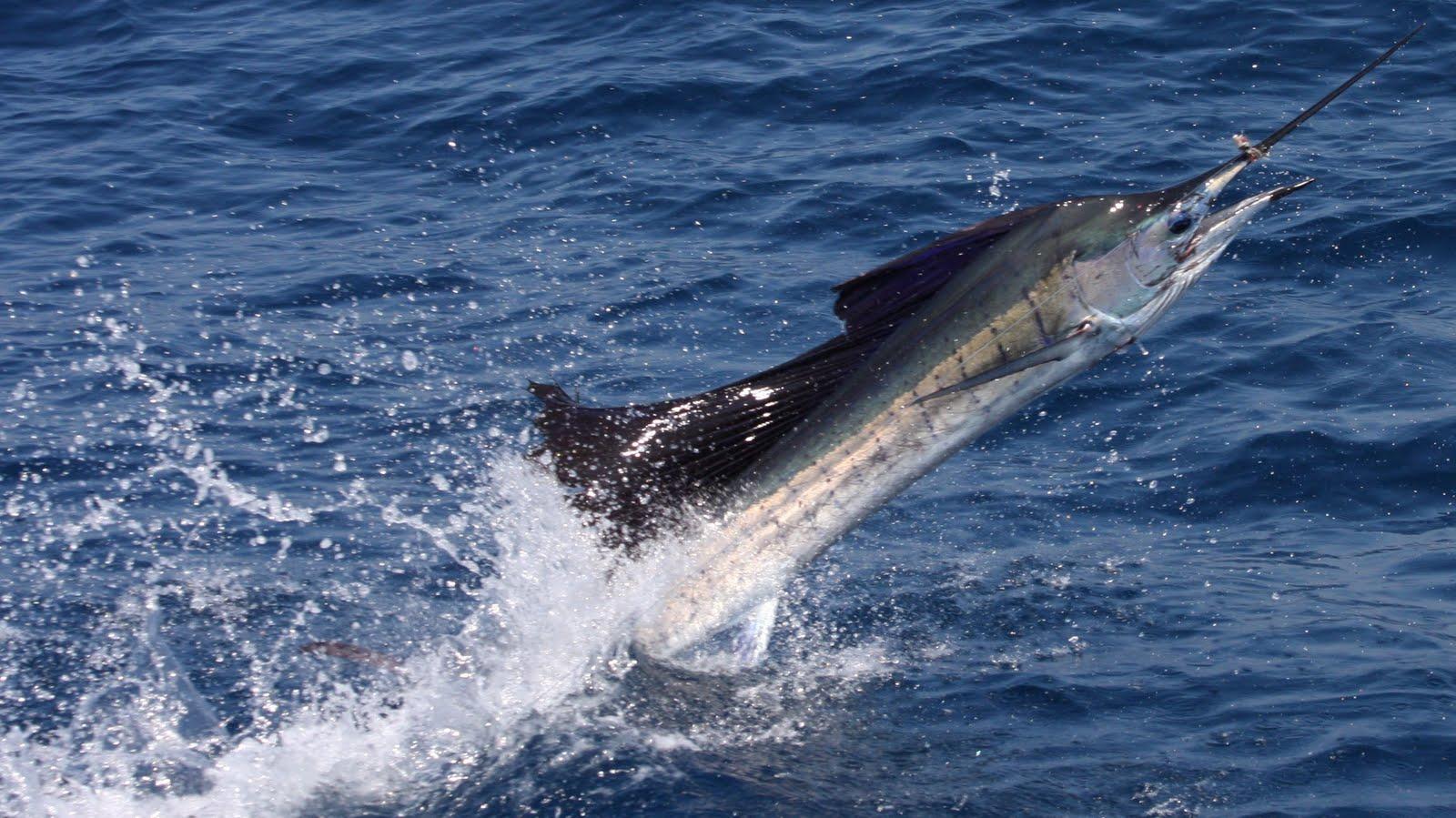 Sail Fish Wallpapers Wallpaper Cave