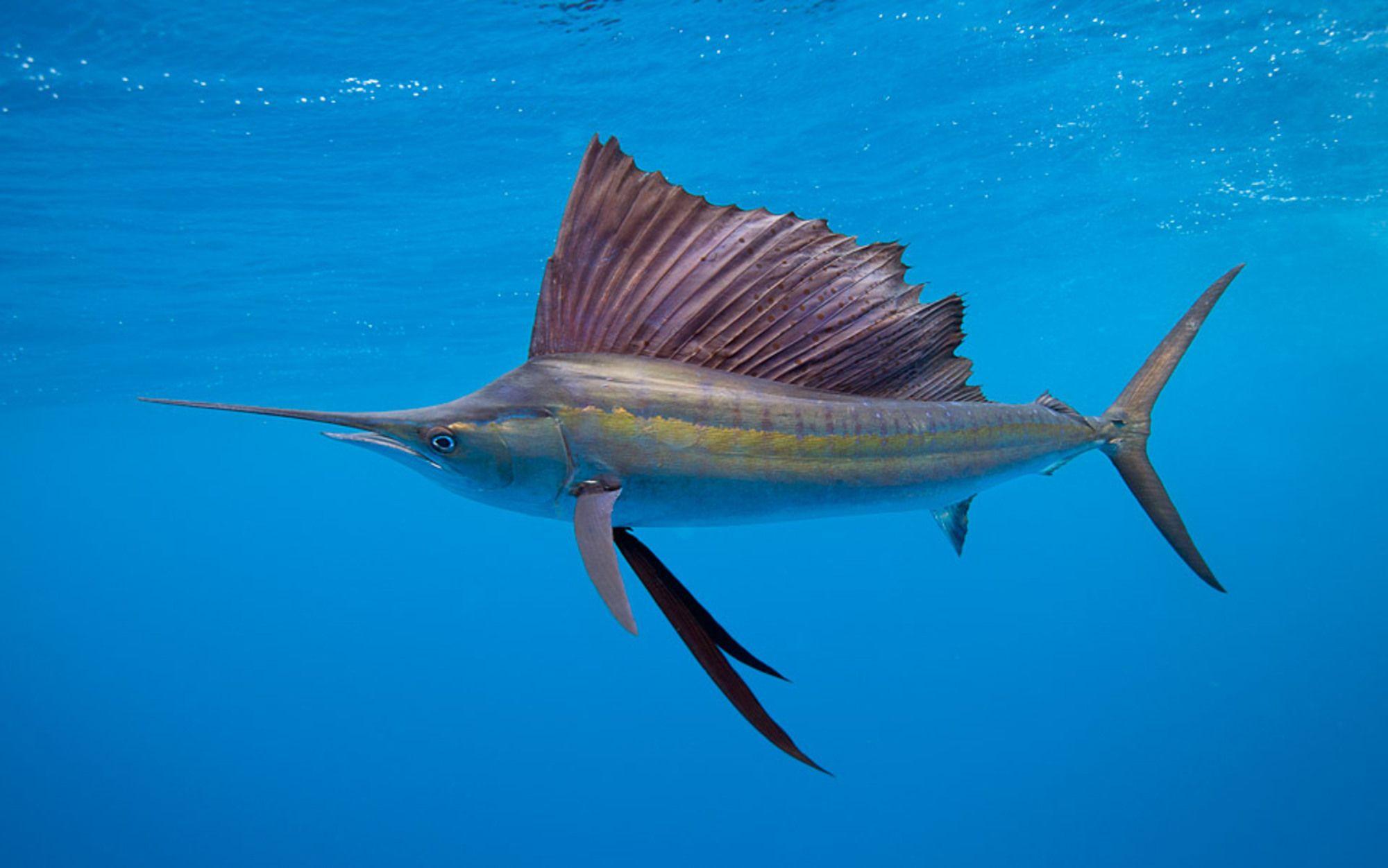 Sail Fish Wallpapers Wallpaper Cave