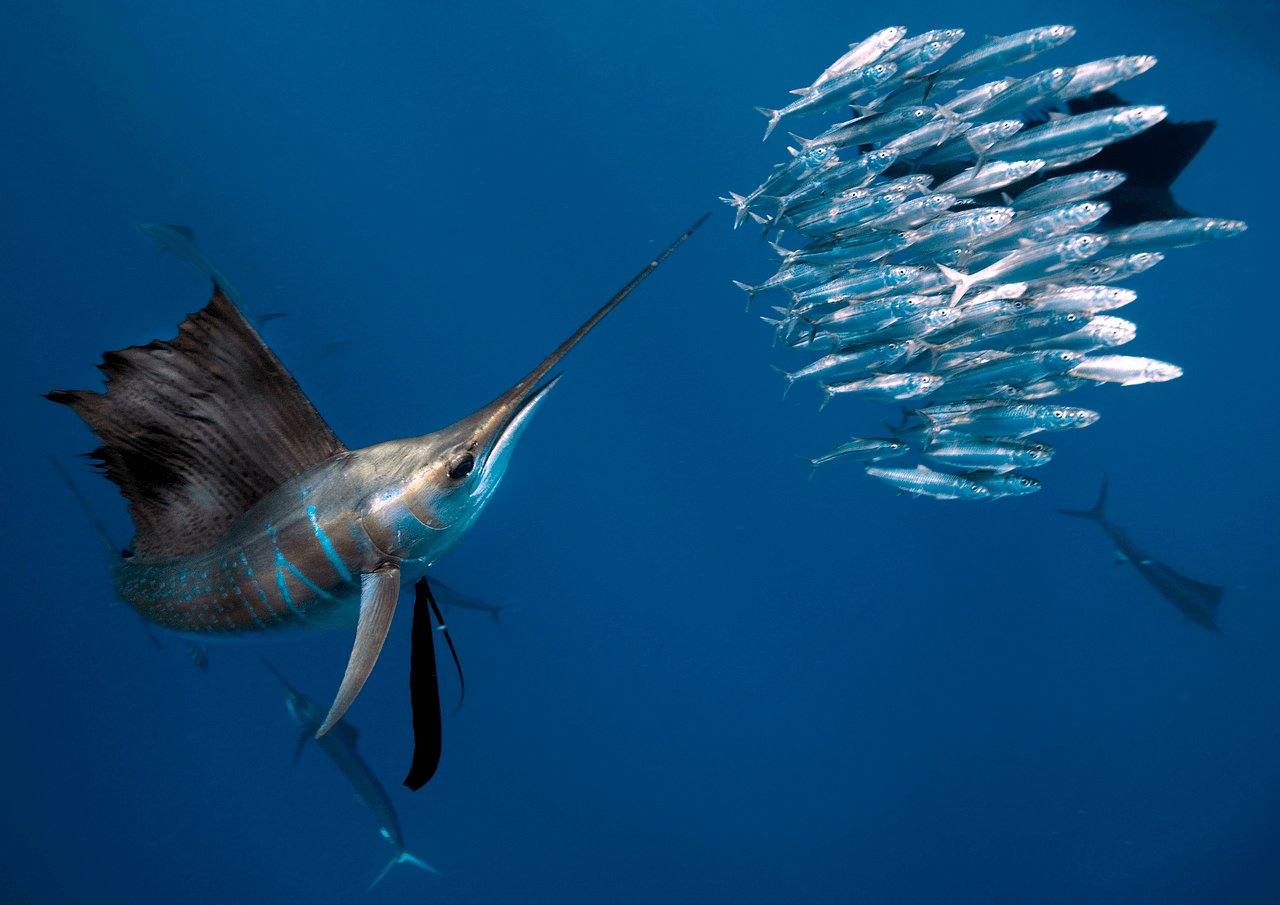 Sail Fish Wallpapers Wallpaper Cave