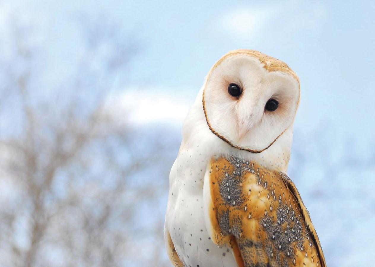 Barn Owl Wallpapers Wallpaper Cave