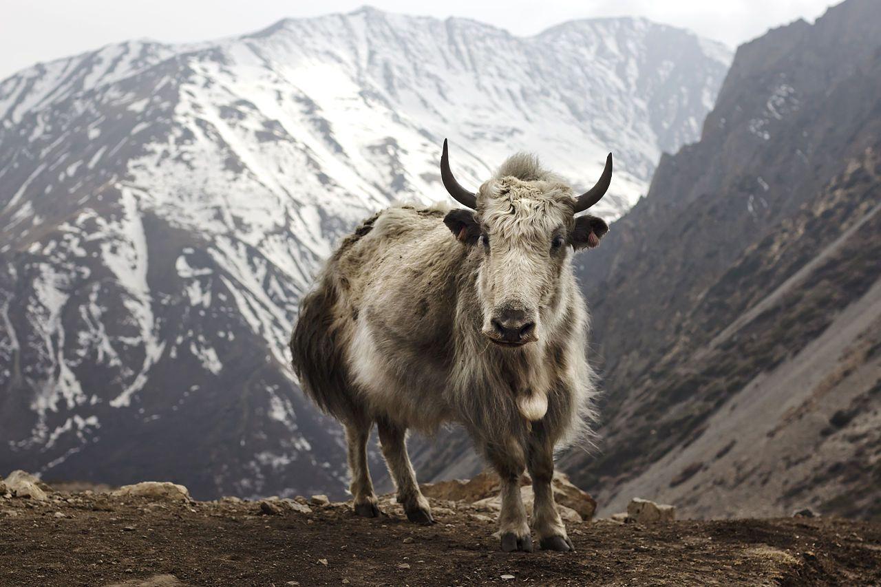 Domestic Yak Wallpapers Wallpaper Cave