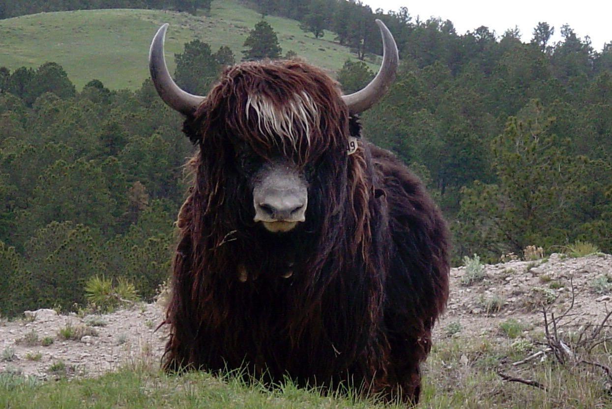 Domestic Yak Wallpapers Wallpaper Cave