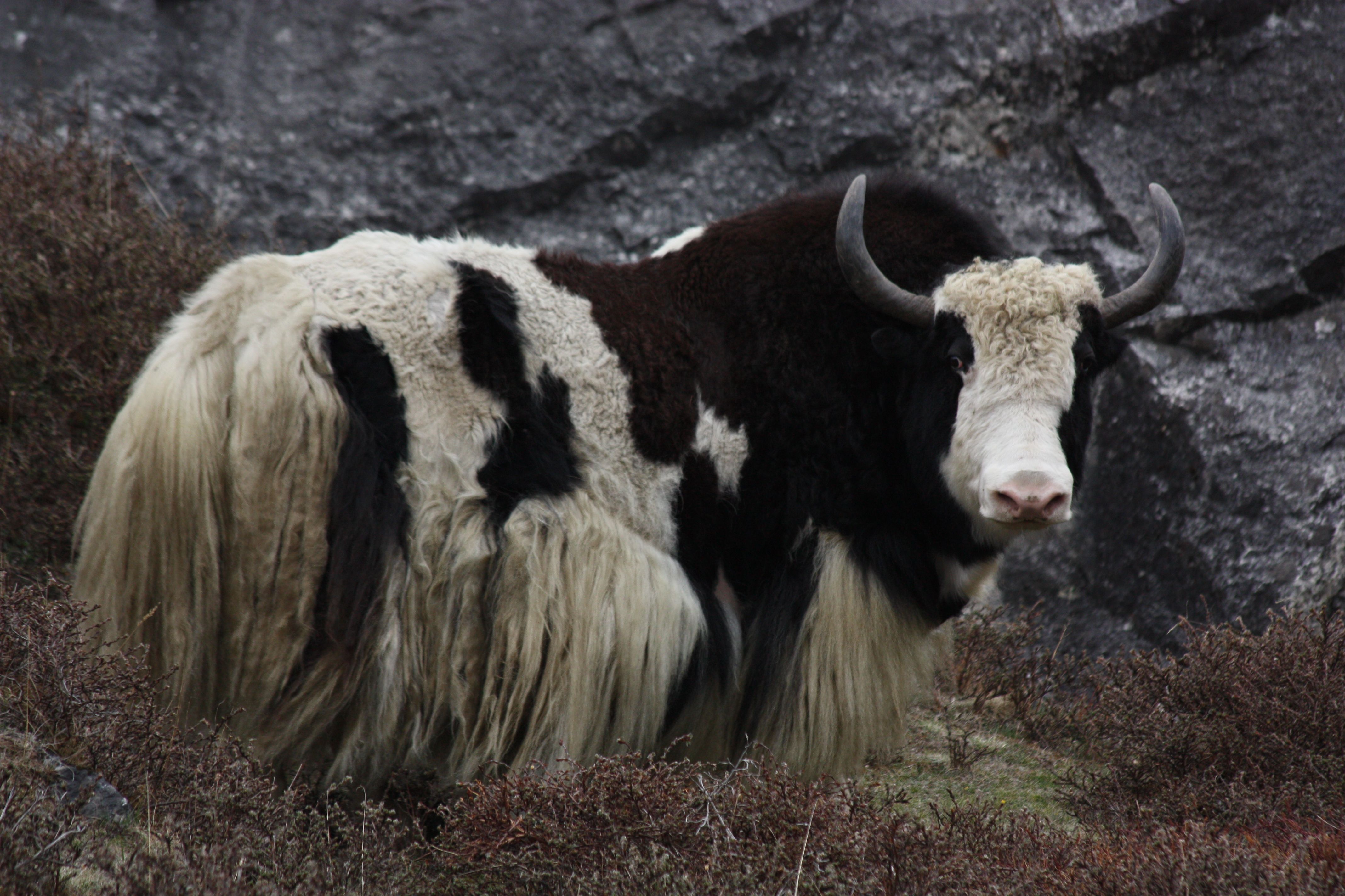 Domestic Yak Wallpapers Wallpaper Cave