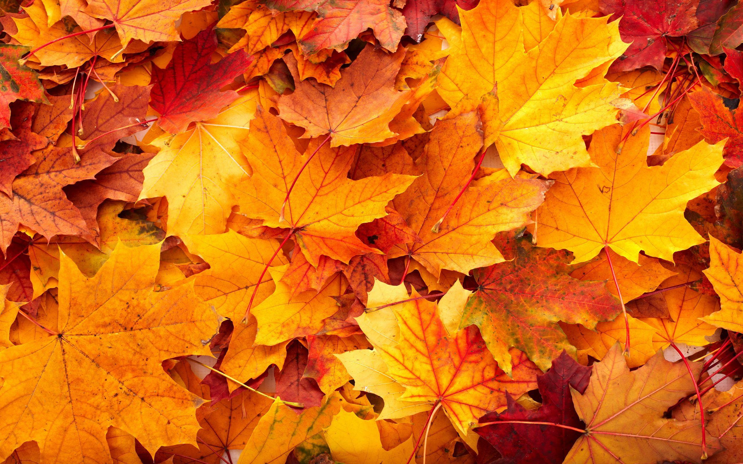 Thanksgiving Autumn Leaves Wallpapers Wallpaper Cave
