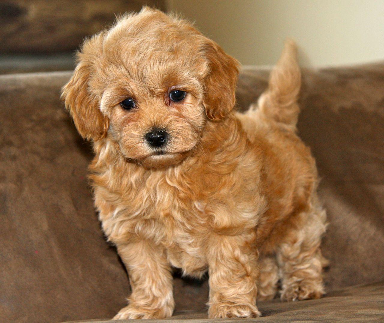 Maltipoo Wallpapers Wallpaper Cave