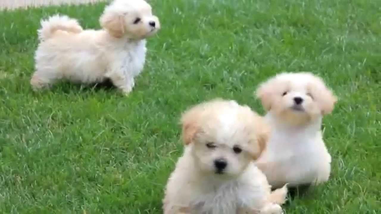 Maltipoo Wallpapers Wallpaper Cave