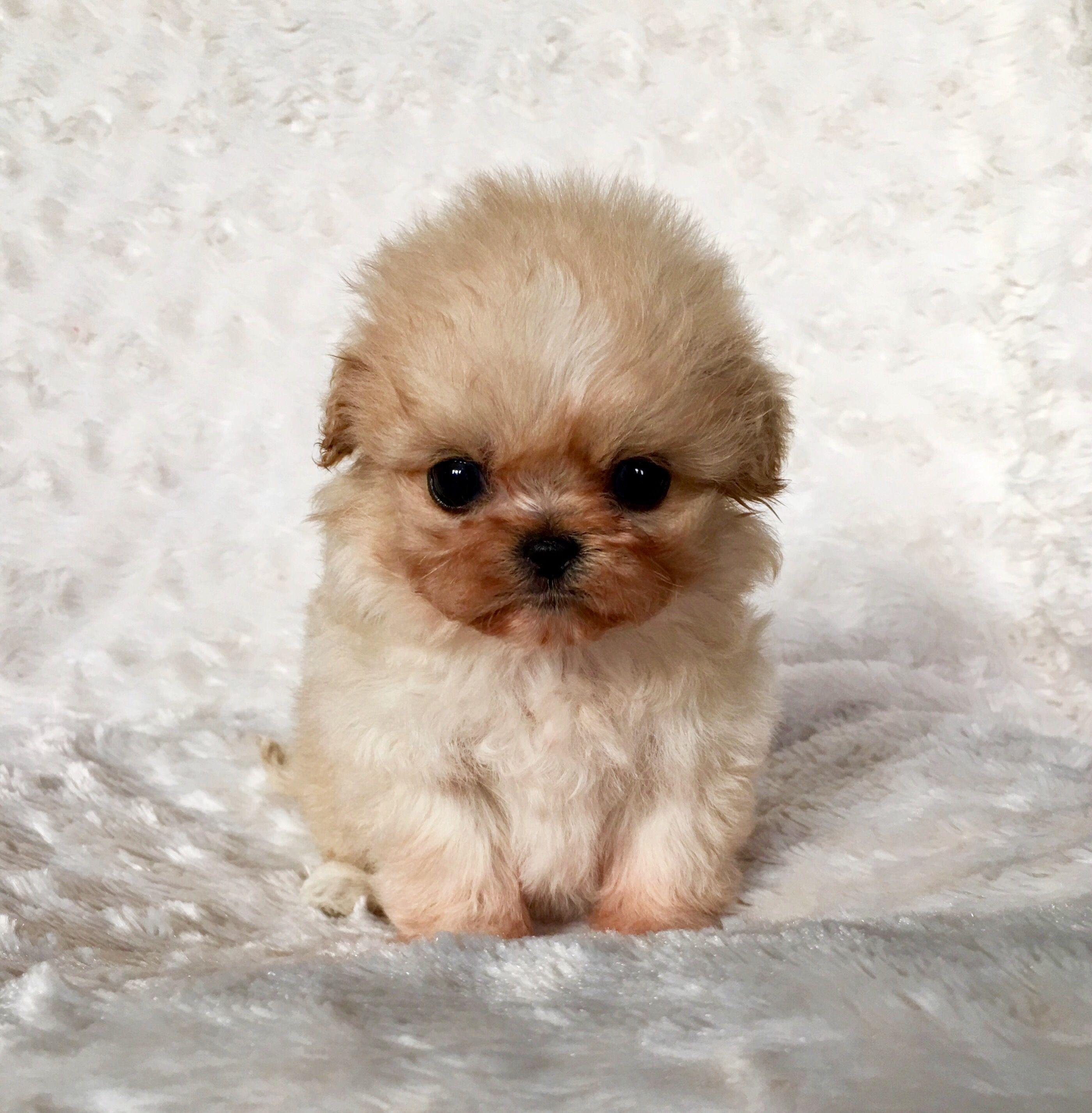 Maltipoo Wallpapers Wallpaper Cave
