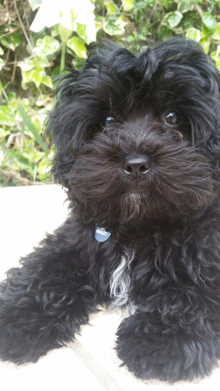 88+ Black Maltipoo Dog Full Grown l2sanpiero