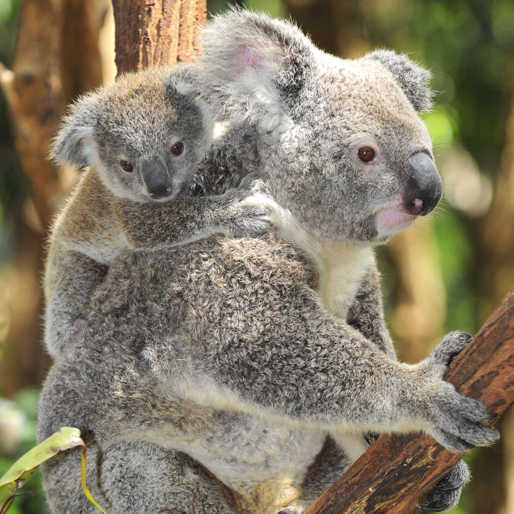Koalas Wallpapers Wallpaper Cave