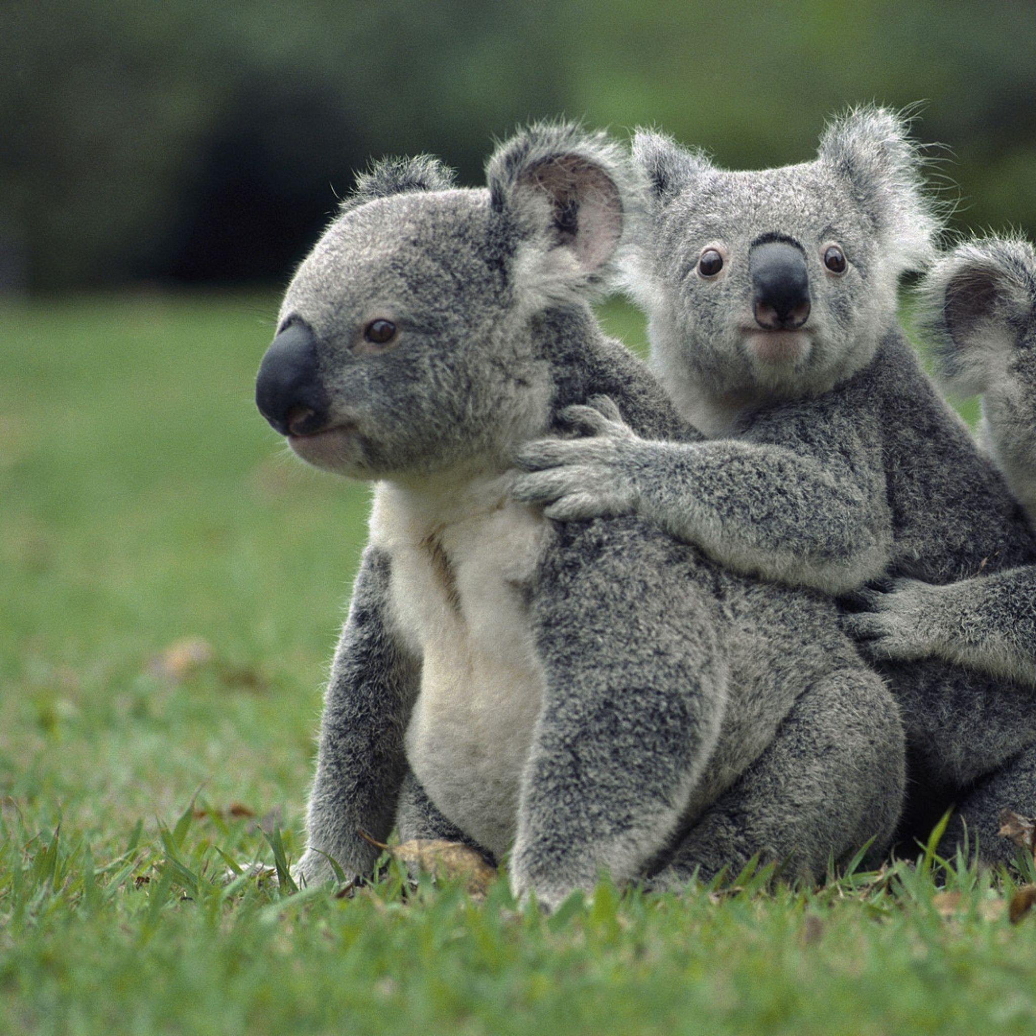 Koalas Wallpapers Wallpaper Cave