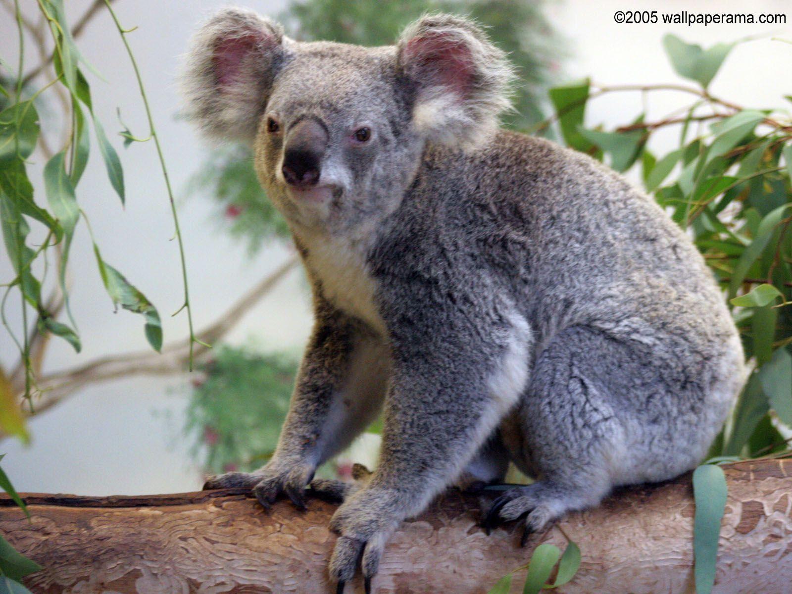 Koalas Wallpapers Wallpaper Cave
