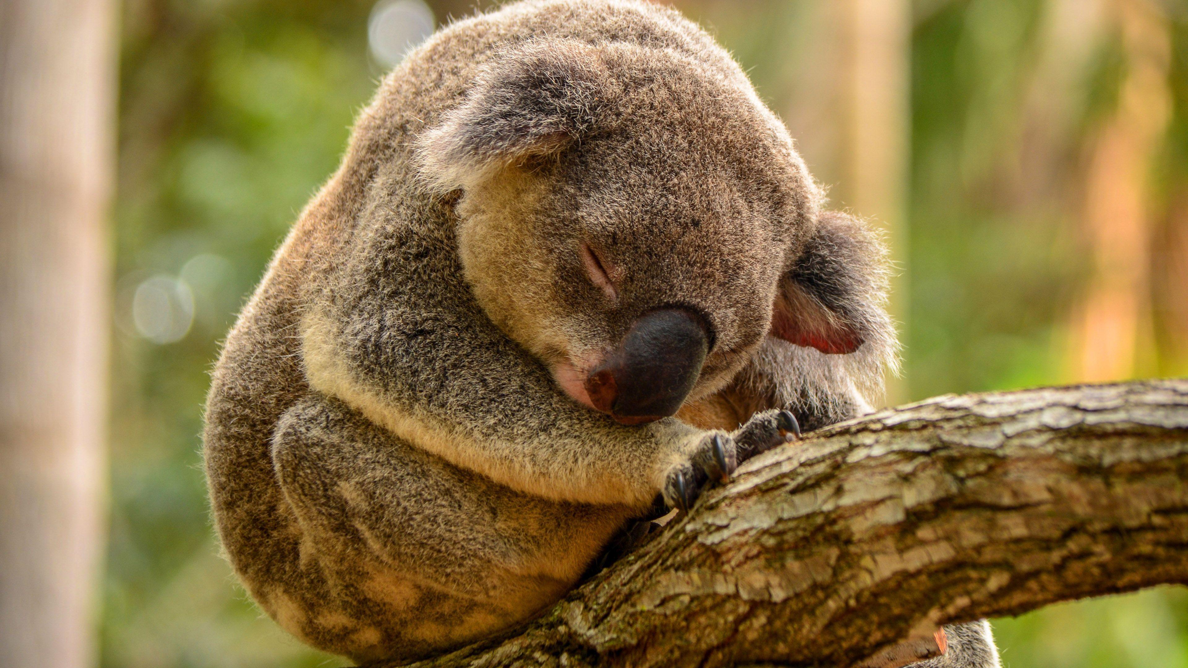 Koalas Wallpapers Wallpaper Cave