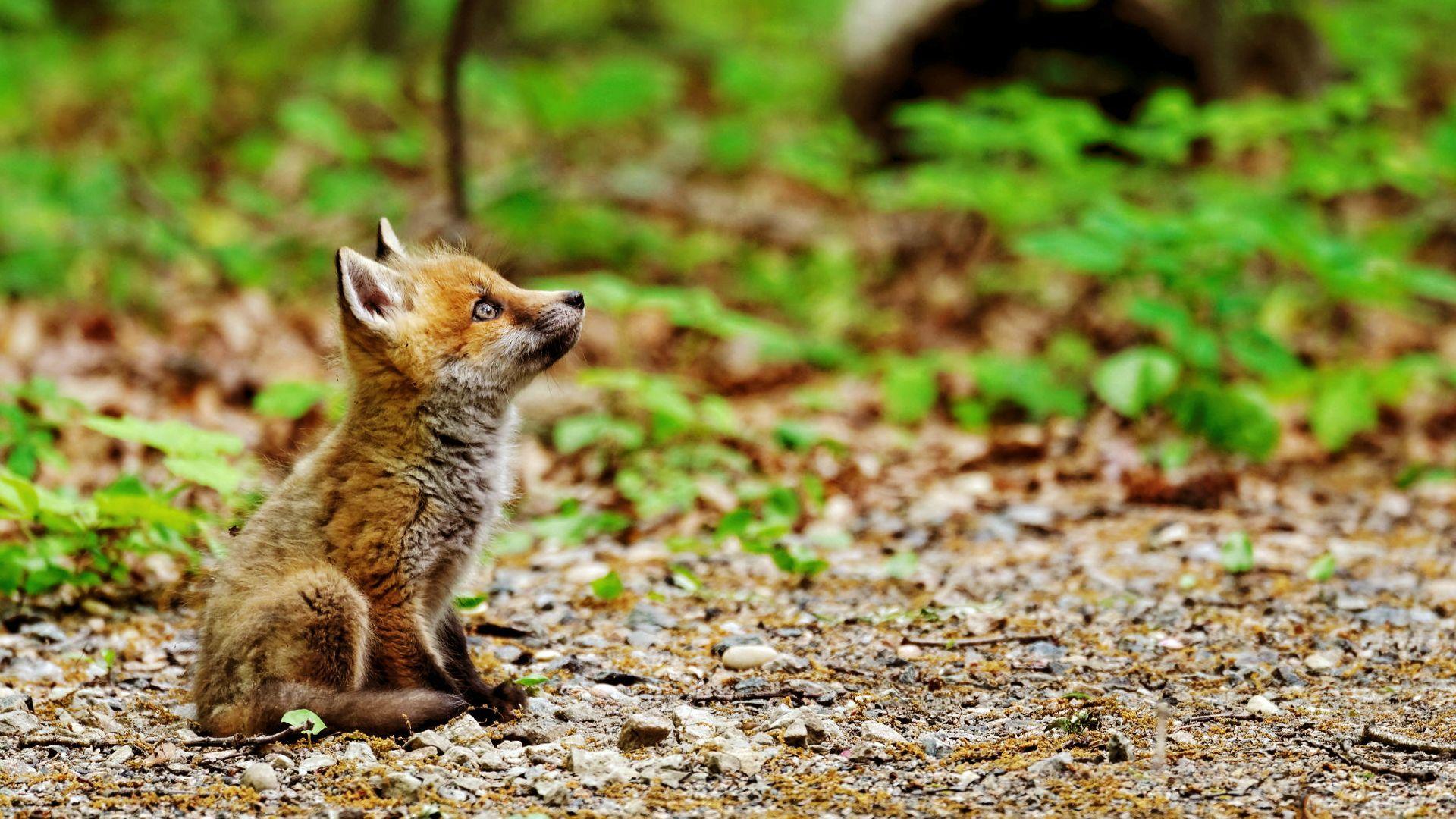 Baby Fox Wallpapers Wallpaper Cave