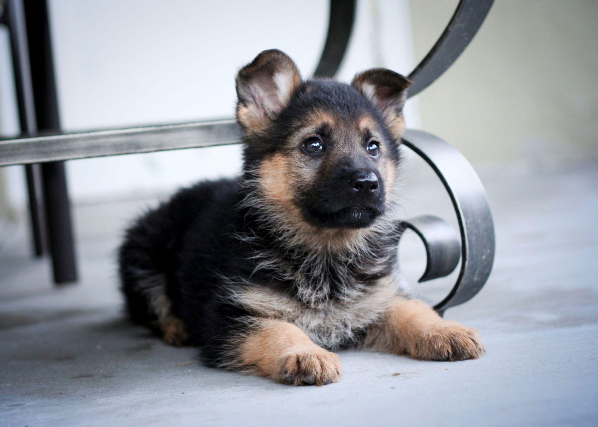 German Shepherd Puppy Wallpapers Wallpaper Cave