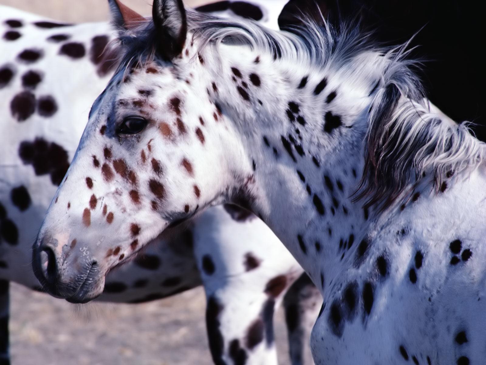 Black And White Appaloosa Wallpapers