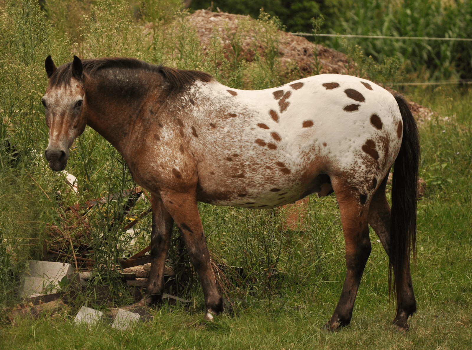 Appaloosa Animal Wallpapers Wallpaper Cave
