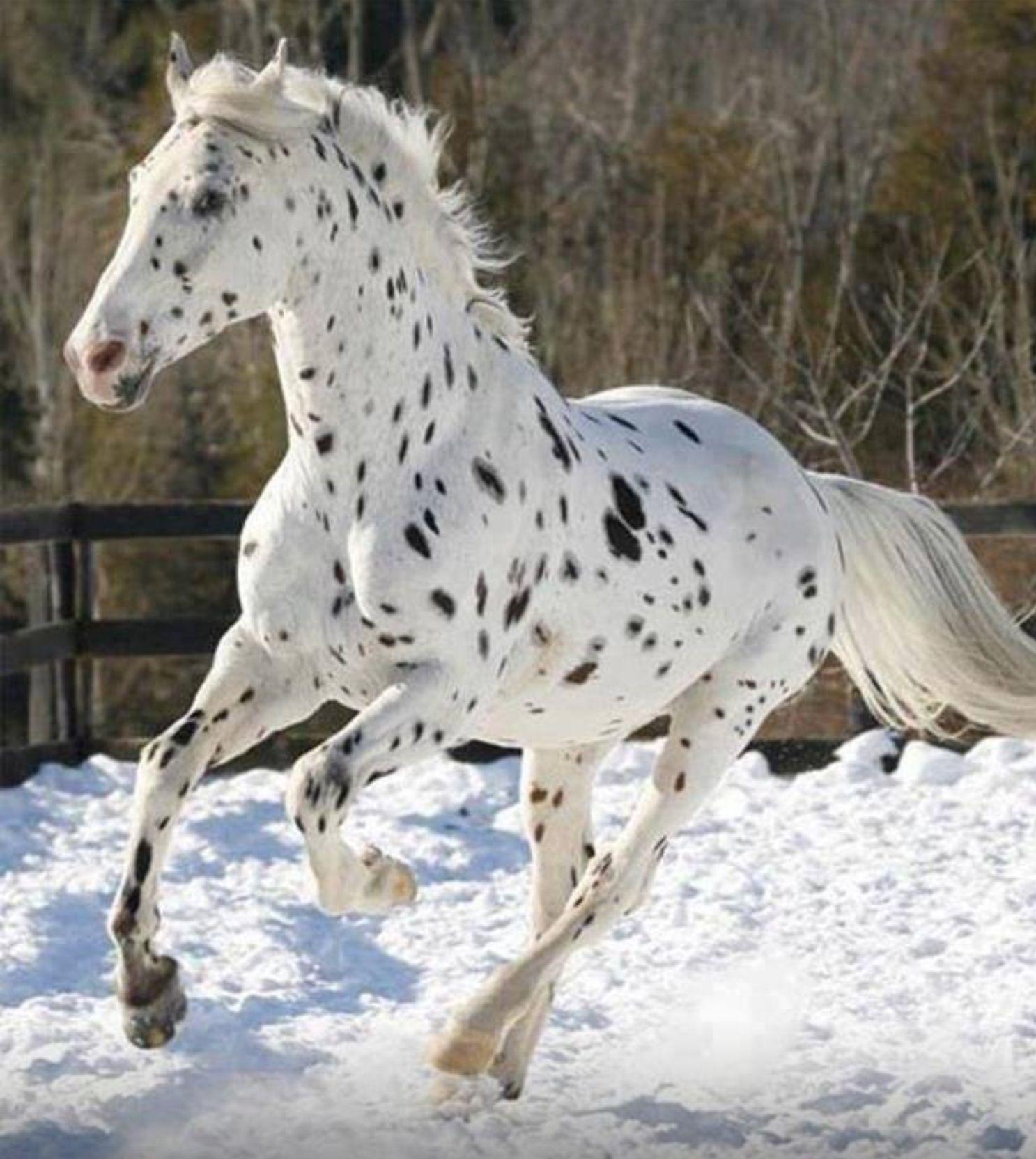 Appaloosa Animal Wallpapers Wallpaper Cave