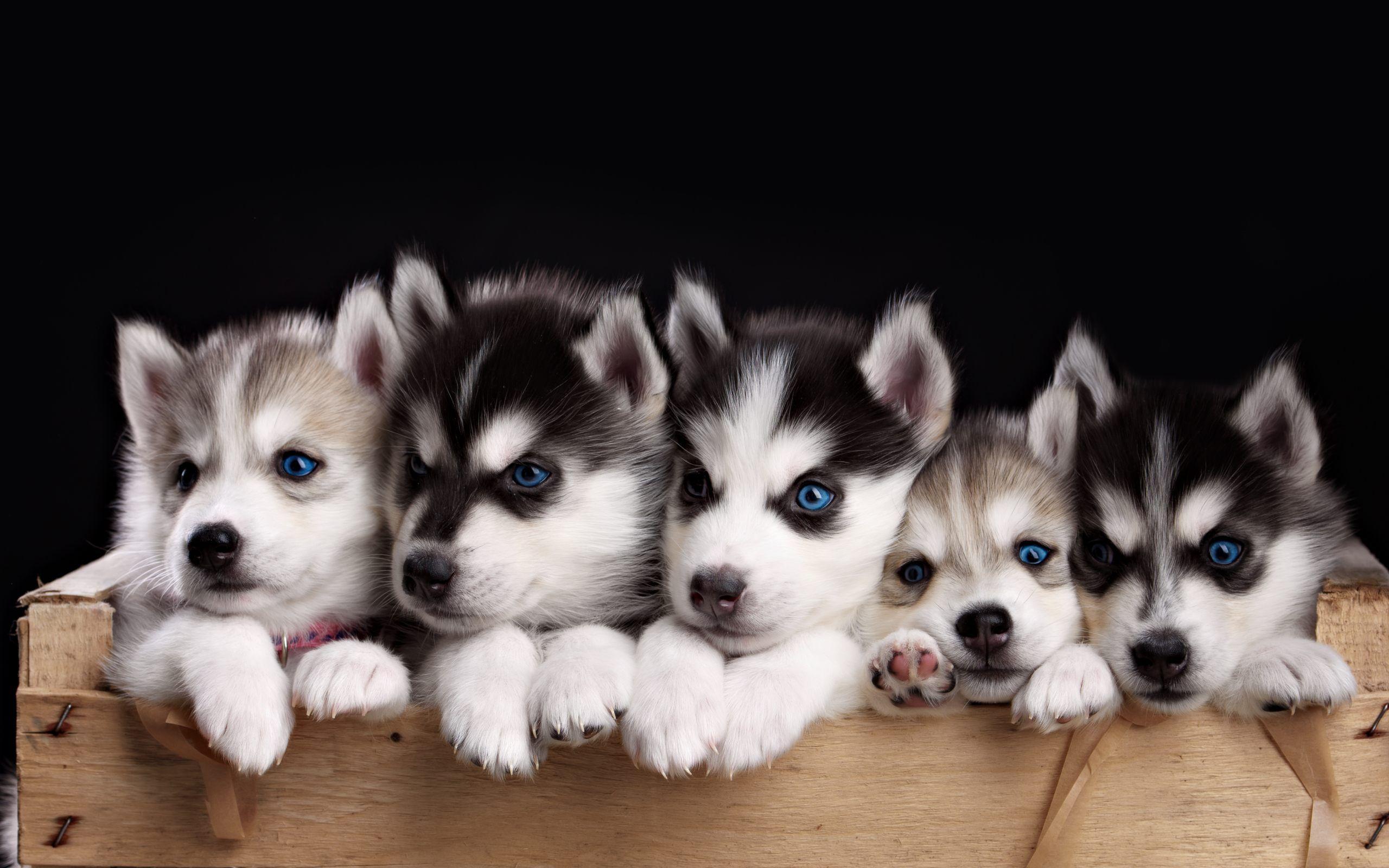Baby Husky Wallpapers Wallpaper Cave