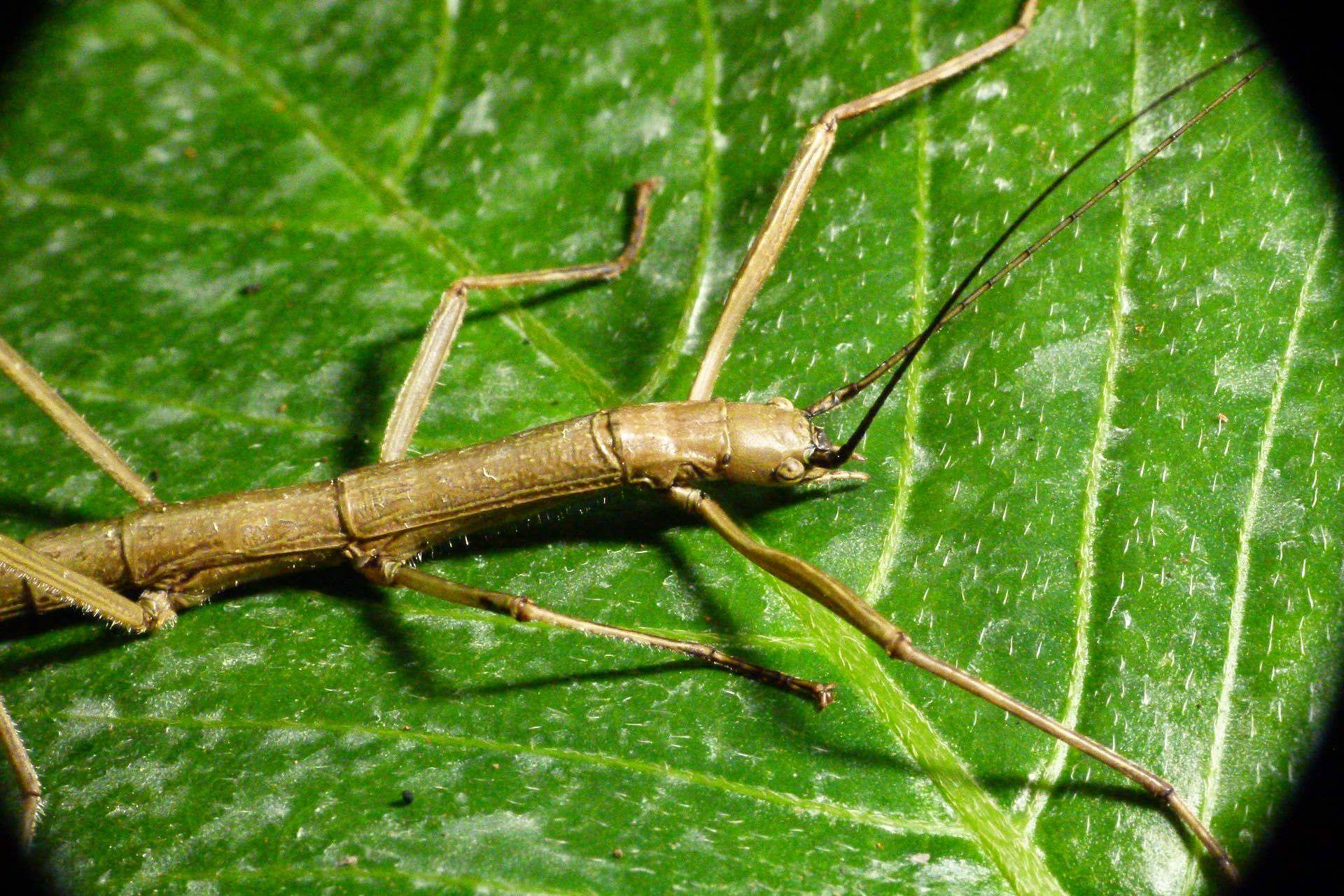 Stick Insect Wallpapers Wallpaper Cave