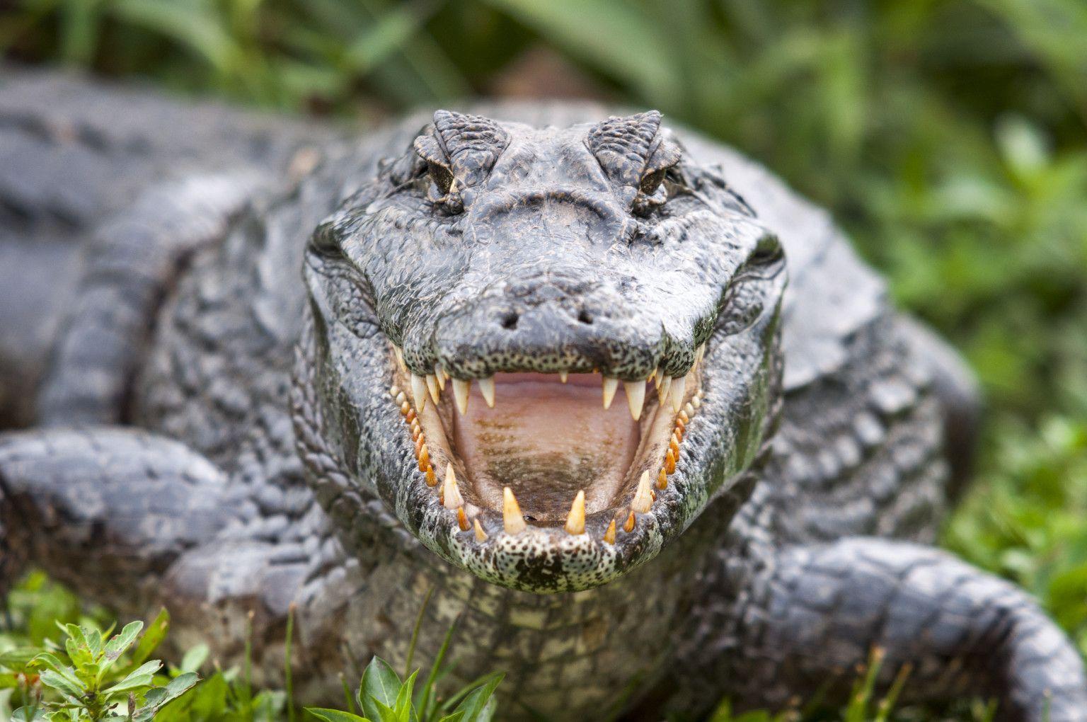 Alligator Wallpapers Wallpaper Cave