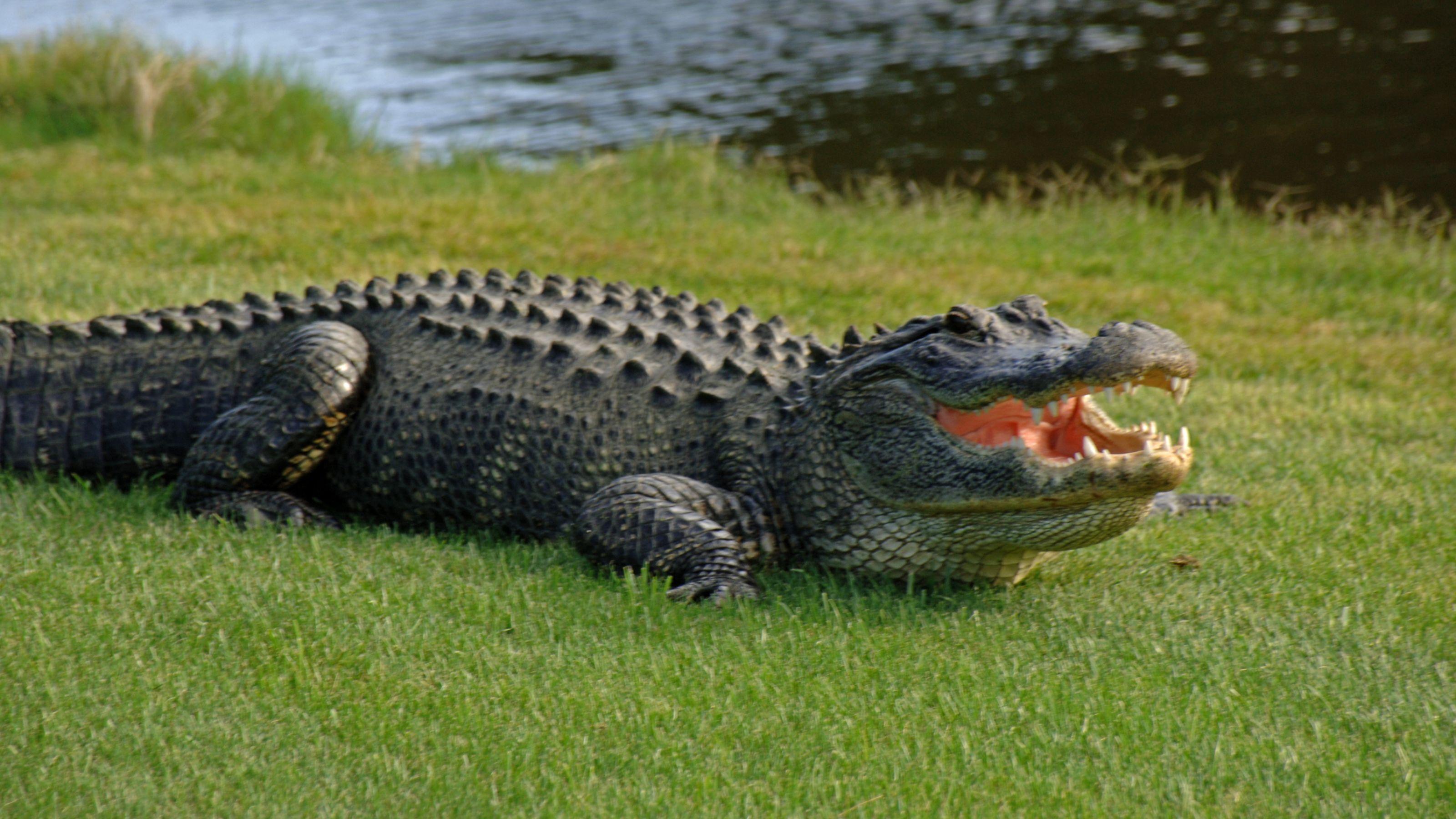 Alligator HD Wallpapers Wallpaper Cave
