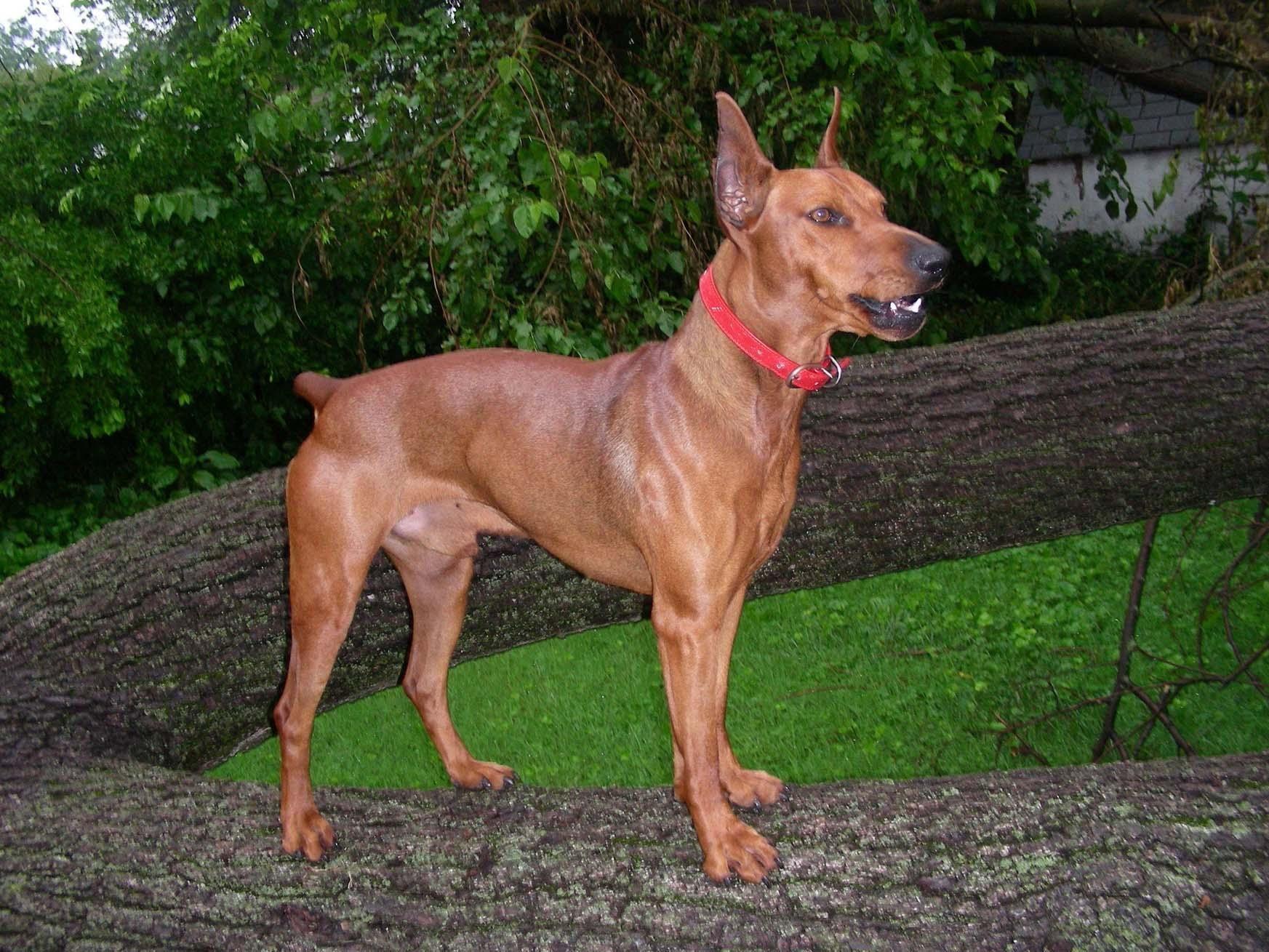 German Pinscher Wallpapers Wallpaper Cave