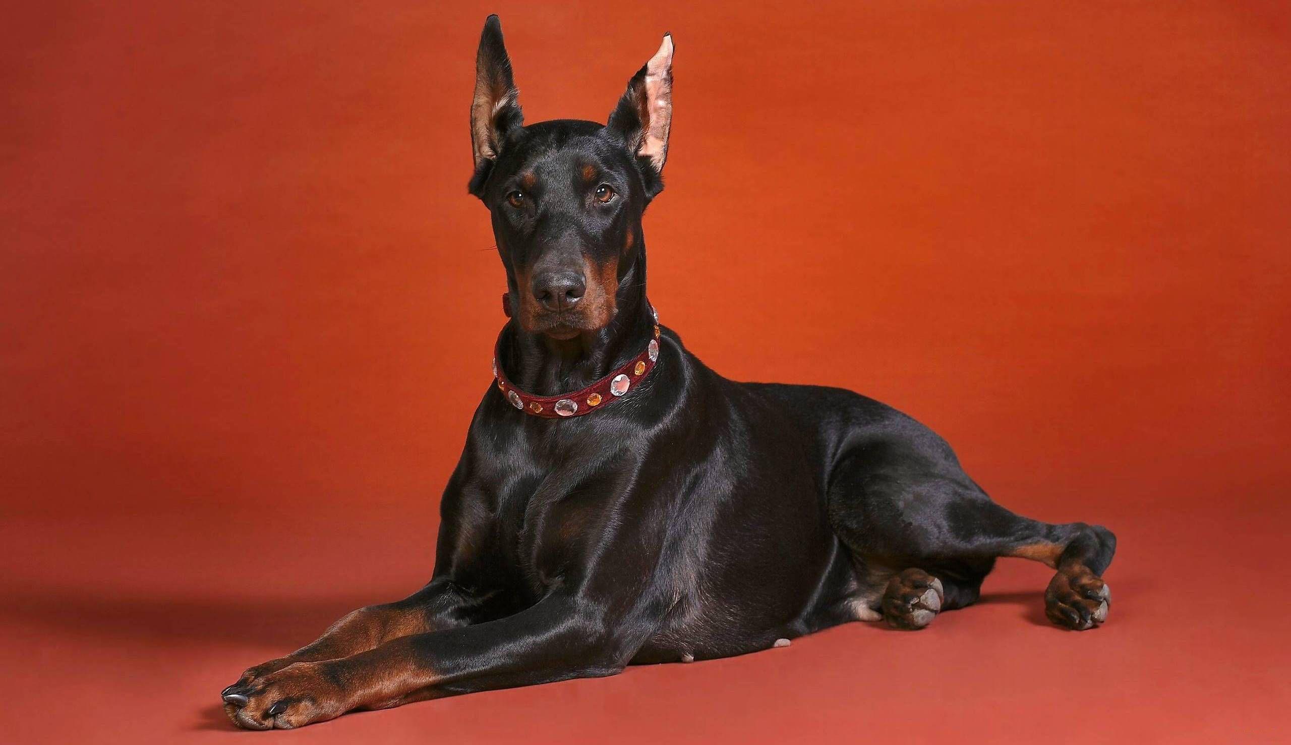 Dobermann Wallpapers Wallpaper Cave