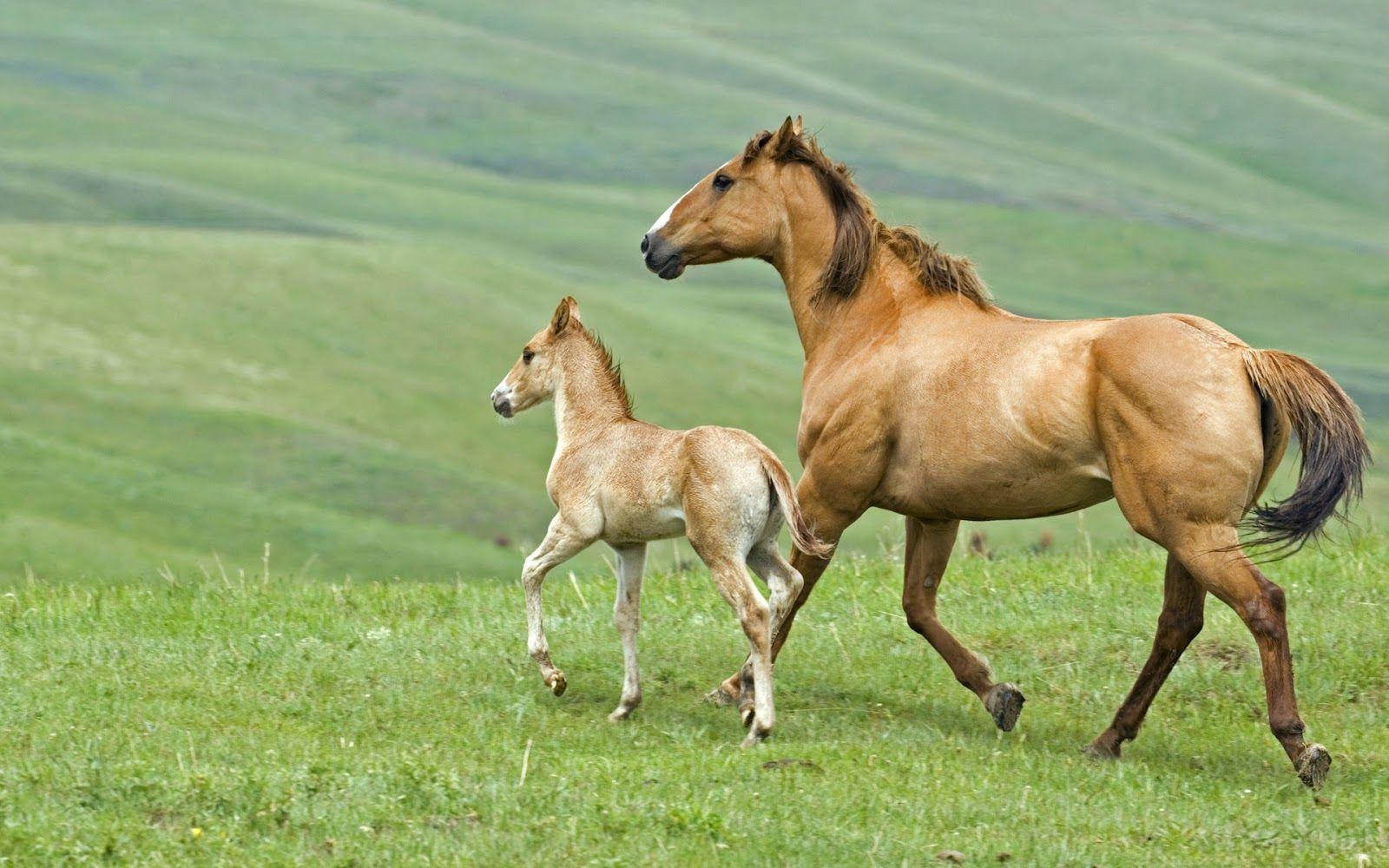 Baby Horses Wallpapers Wallpaper Cave