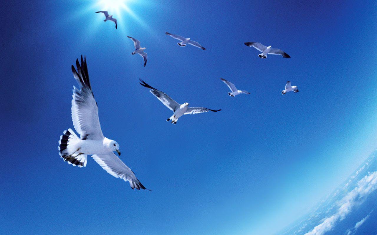 Flying Birds Wallpapers Wallpaper Cave