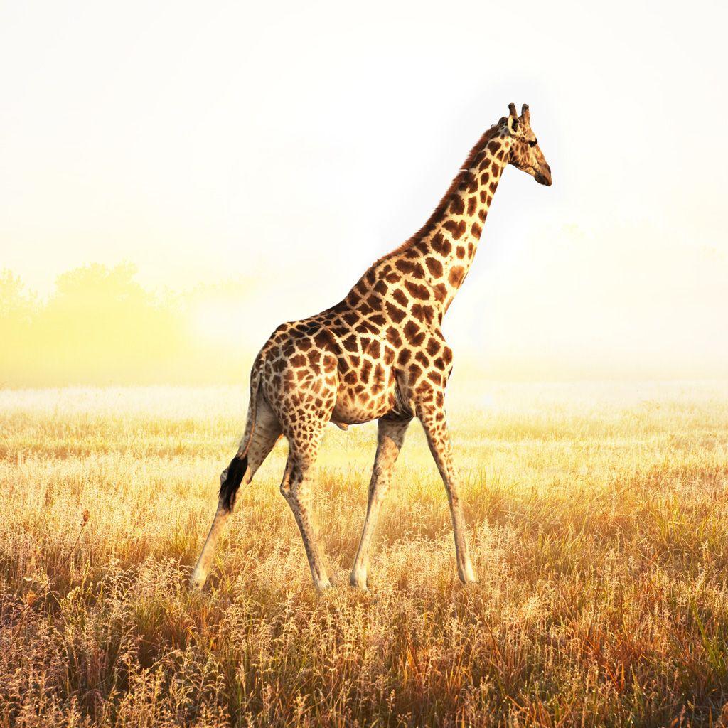 Giraffe HD Wallpapers Wallpaper Cave