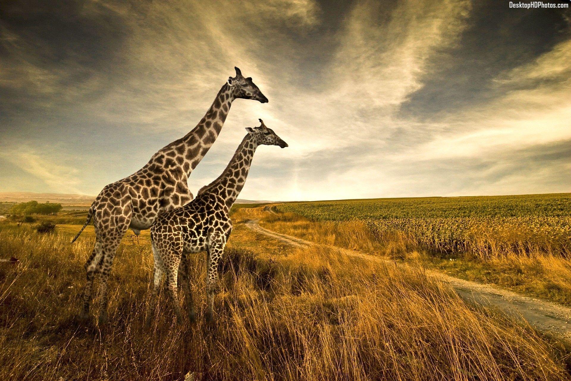 Giraffe HD Wallpapers Wallpaper Cave