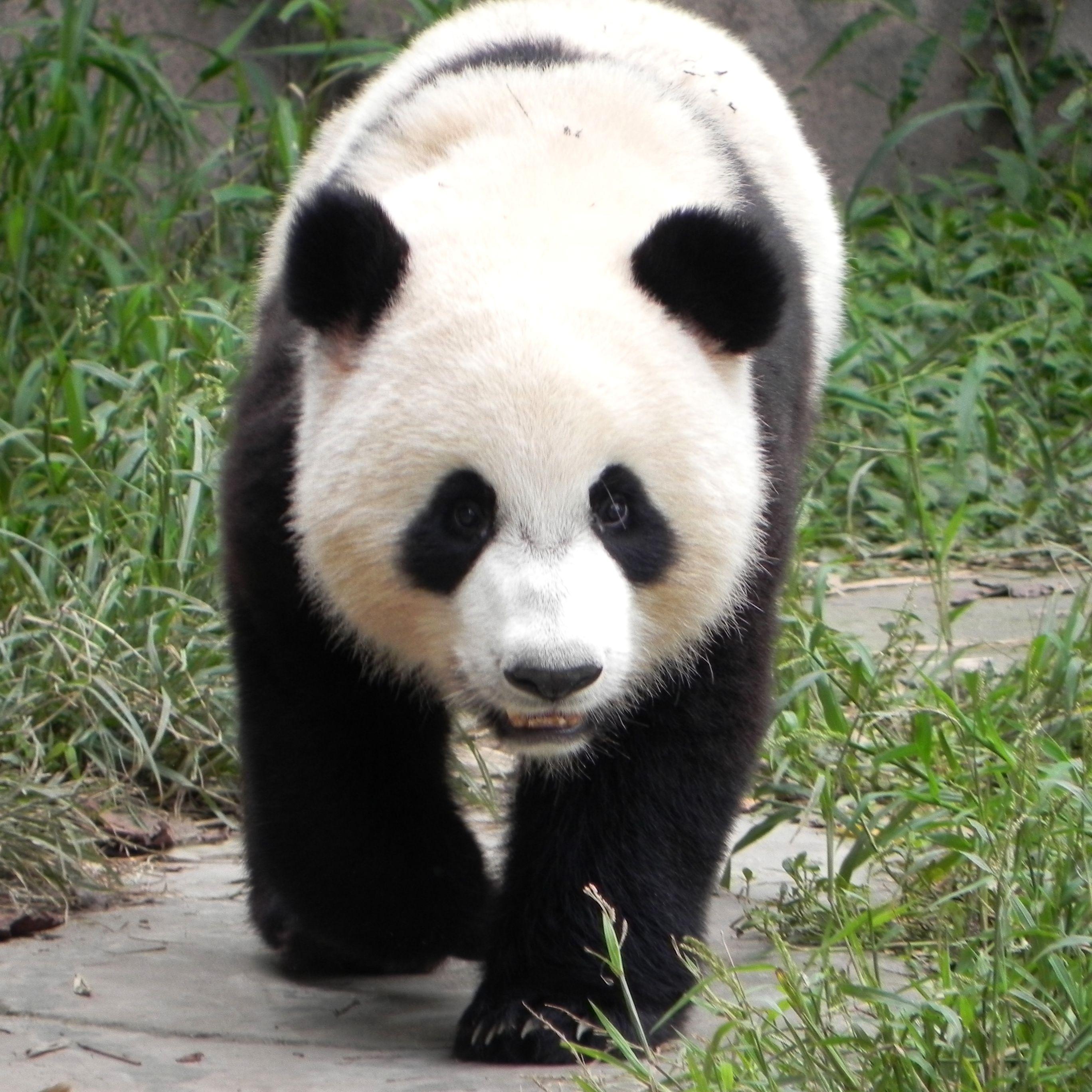 Giant Panda Wallpapers Wallpaper Cave