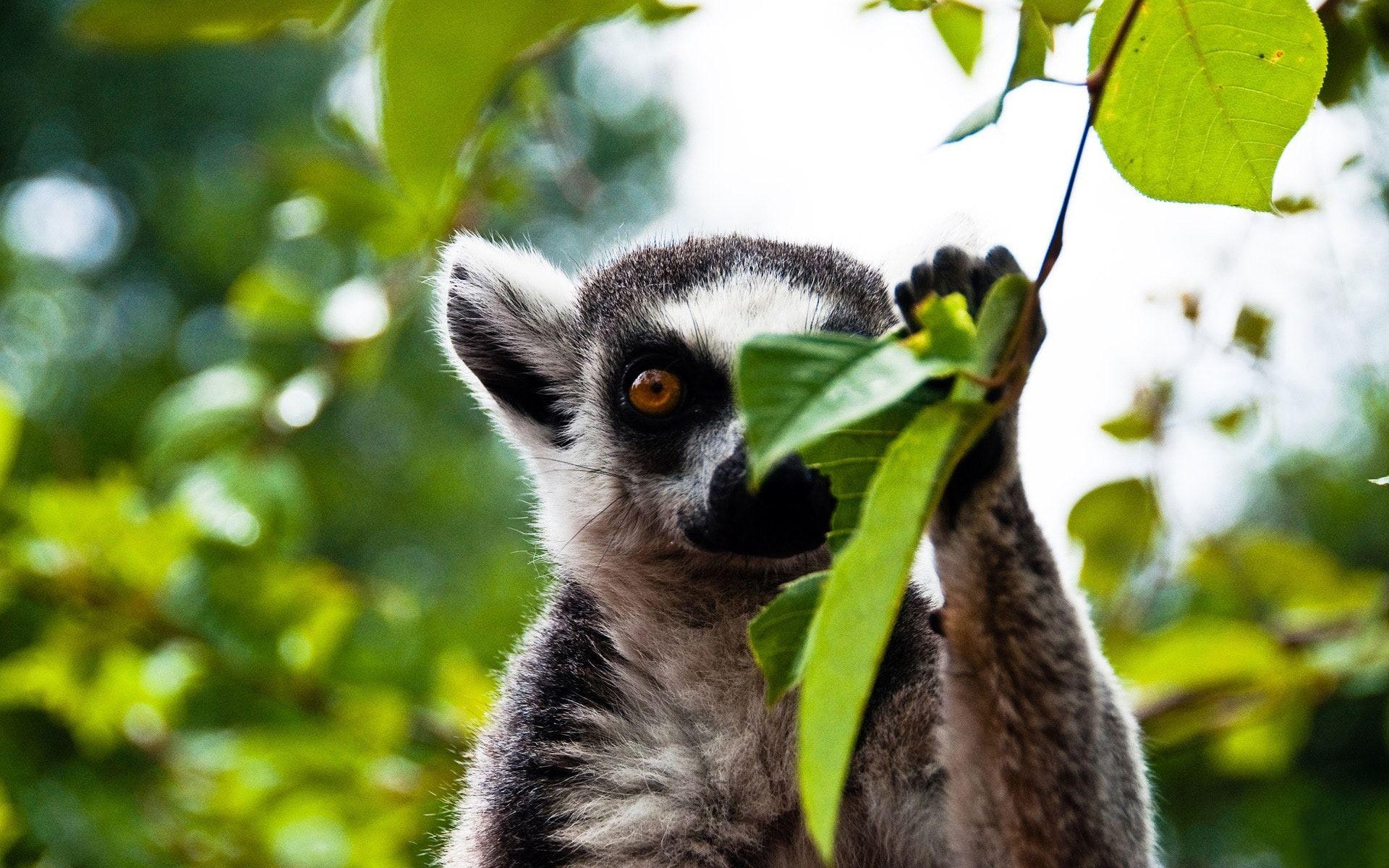 Lemur Wallpaper