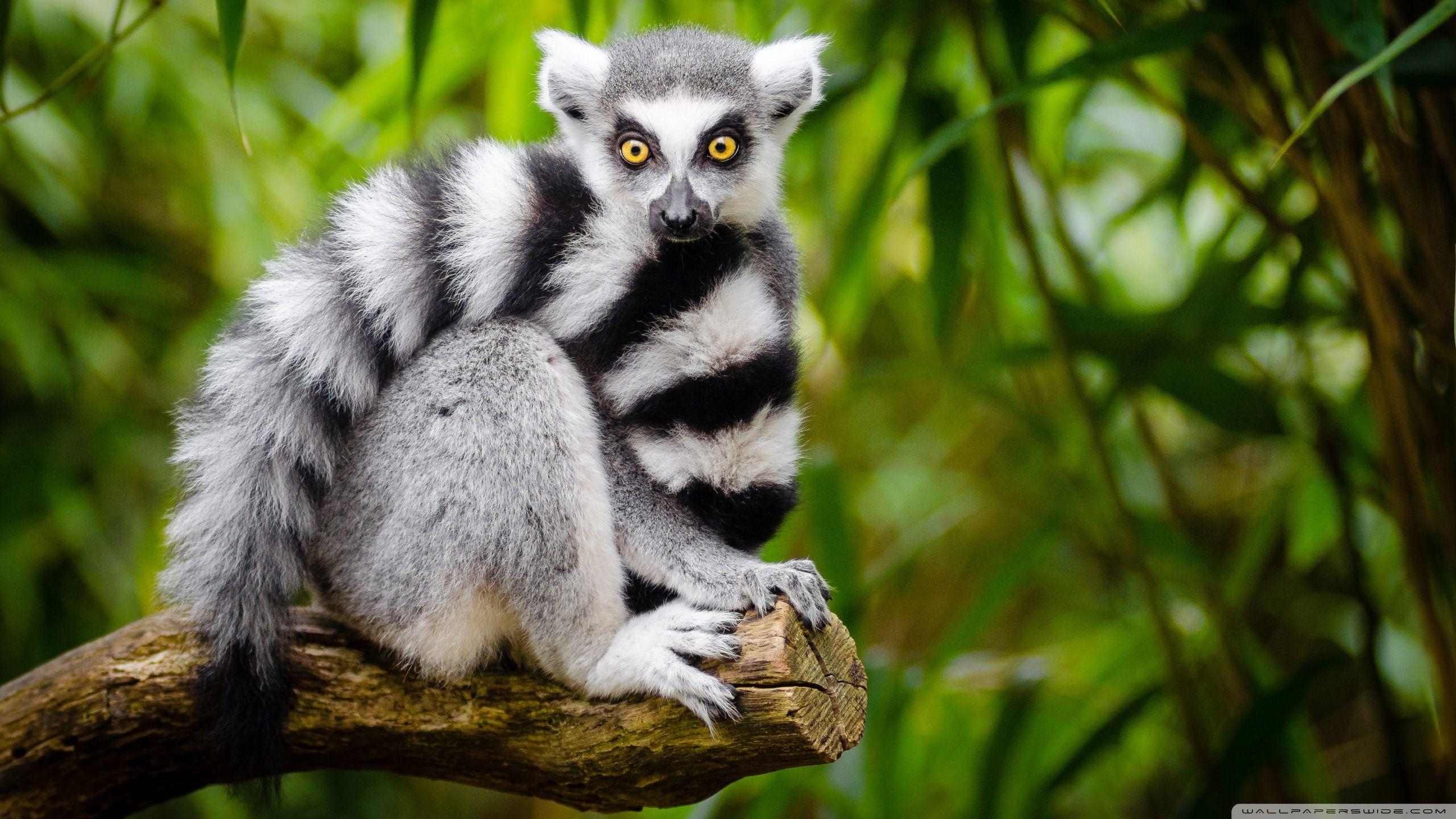 Lemurs Wallpapers Wallpaper Cave