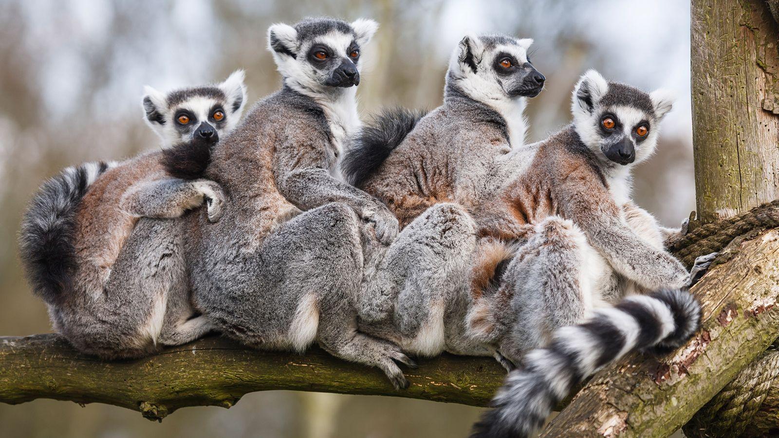 Lemurs Wallpapers Wallpaper Cave
