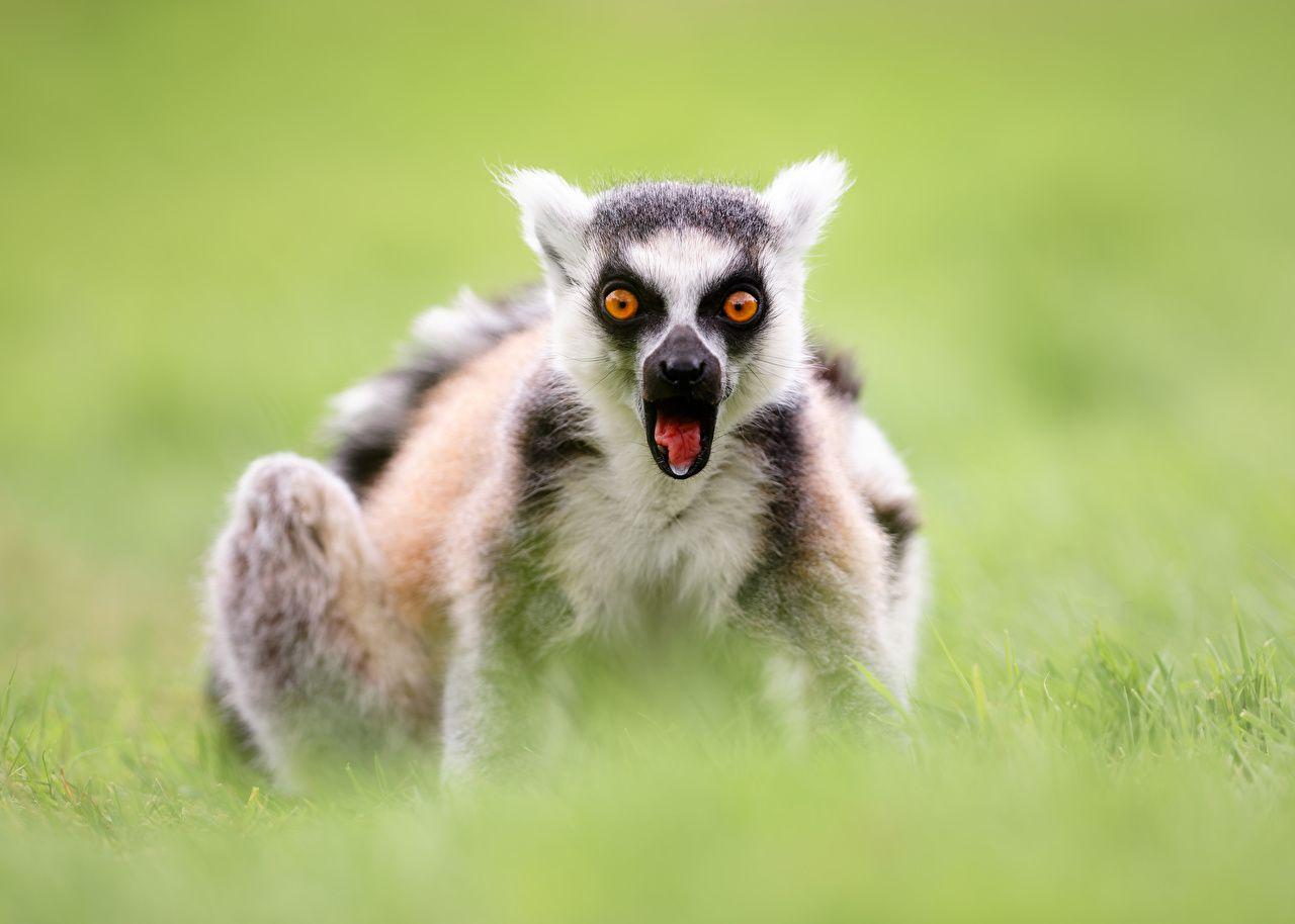 Lemurs Wallpapers Wallpaper Cave