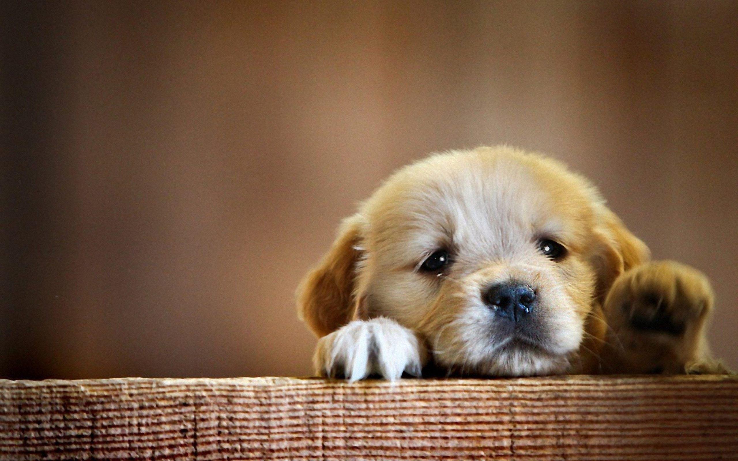 Cute Dog Wallpapers HD Wallpaper Cave